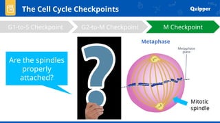 The Cell Cycle Checkpoints
G1-to-S Checkpoint G2-to-M Checkpoint M Checkpoint
Are the spindles
properly
attached?
Mitotic
spindle
 