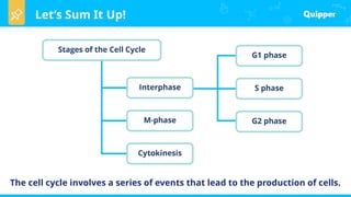 Let’s Sum It Up!
The cell cycle involves a series of events that lead to the production of cells.
 
