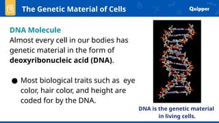 DNA Molecule
Almost every cell in our bodies has
genetic material in the form of
deoxyribonucleic acid (DNA).
● Most biological traits such as eye
color, hair color, and height are
coded for by the DNA.
The Genetic Material of Cells
DNA is the genetic material
in living cells.
 