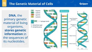 DNA, the
primary genetic
material of living
organisms,
stores genetic
information in
the sequences of
its nucleotides.
The Genetic Material of Cells
 