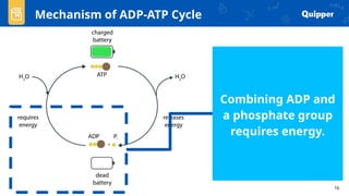 QUARTER 2 GENERAL BIOLOGY 1 POWER POINT PRESENTATION ABOUT ADP-ATP ...