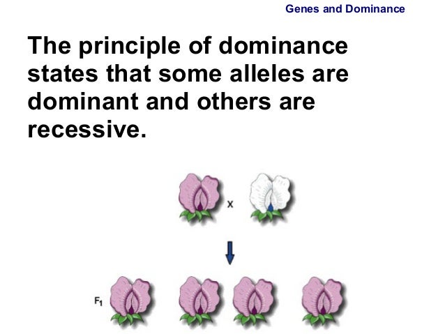 principle of dominance major magdalene project org principle of dominance