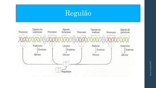 Regulão
NunoCorreia2015
 