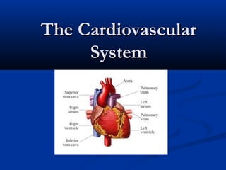 The Cardiovascular
System

 