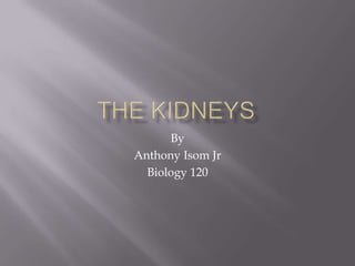 The Kidneys By Anthony IsomJr Biology 120 