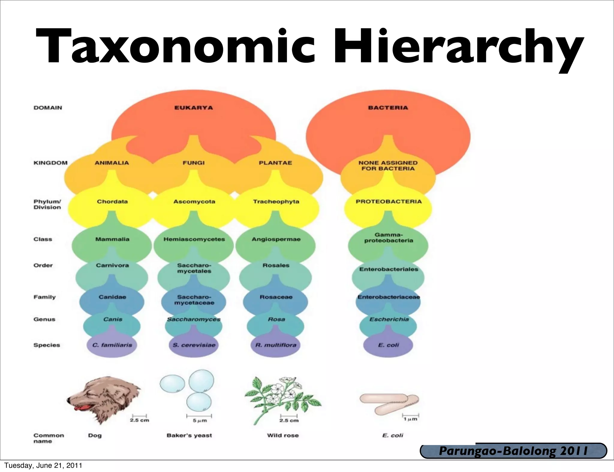 Taxonomic Hierarchy




                         Parungao-Balolong 2011
Tuesday, June 21, 2011
 