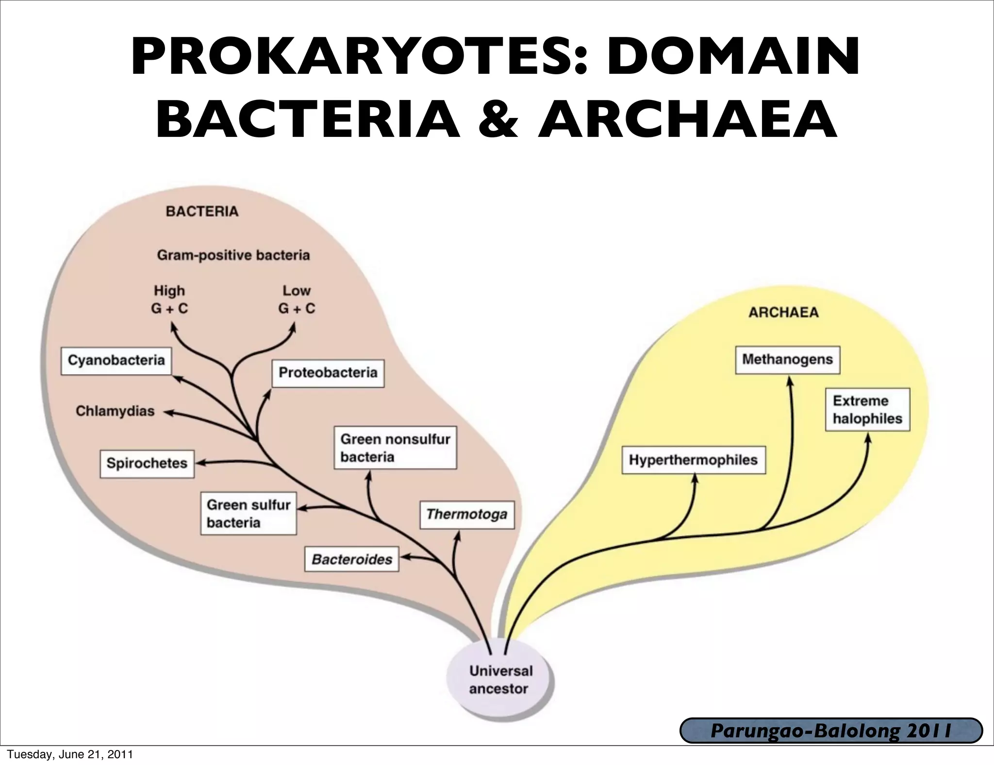 PROKARYOTES: DOMAIN
                      BACTERIA & ARCHAEA




                                    Parungao-Balolong 2011
Tuesday, June 21, 2011
 