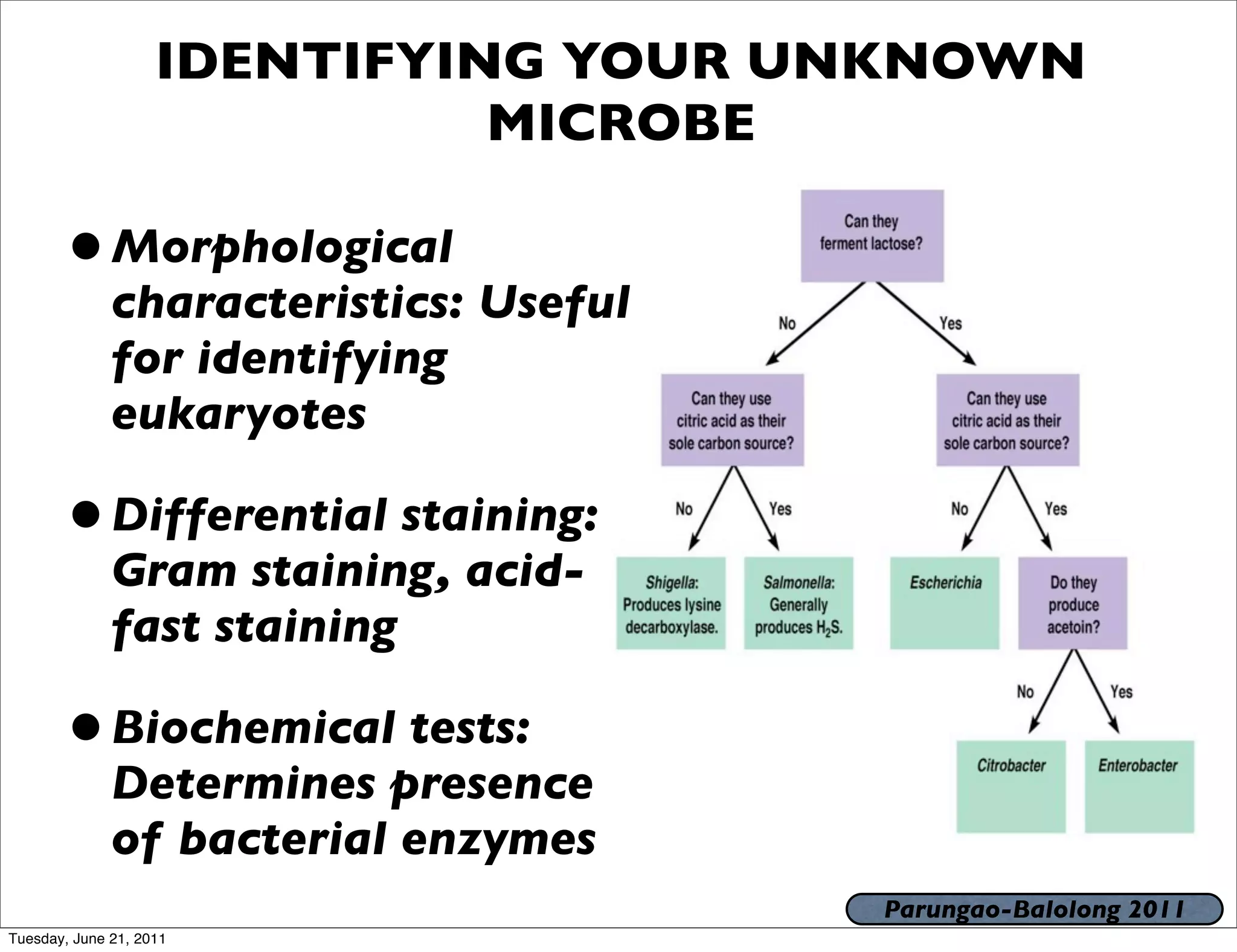 IDENTIFYING YOUR UNKNOWN
                              MICROBE

       • Morphological
              characteristics: Useful
              for identifying
              eukaryotes

       • Differential staining:
              Gram staining, acid-
              fast staining

       • Biochemical tests:
              Determines presence
              of bacterial enzymes
                                        Parungao-Balolong 2011
Tuesday, June 21, 2011
 
