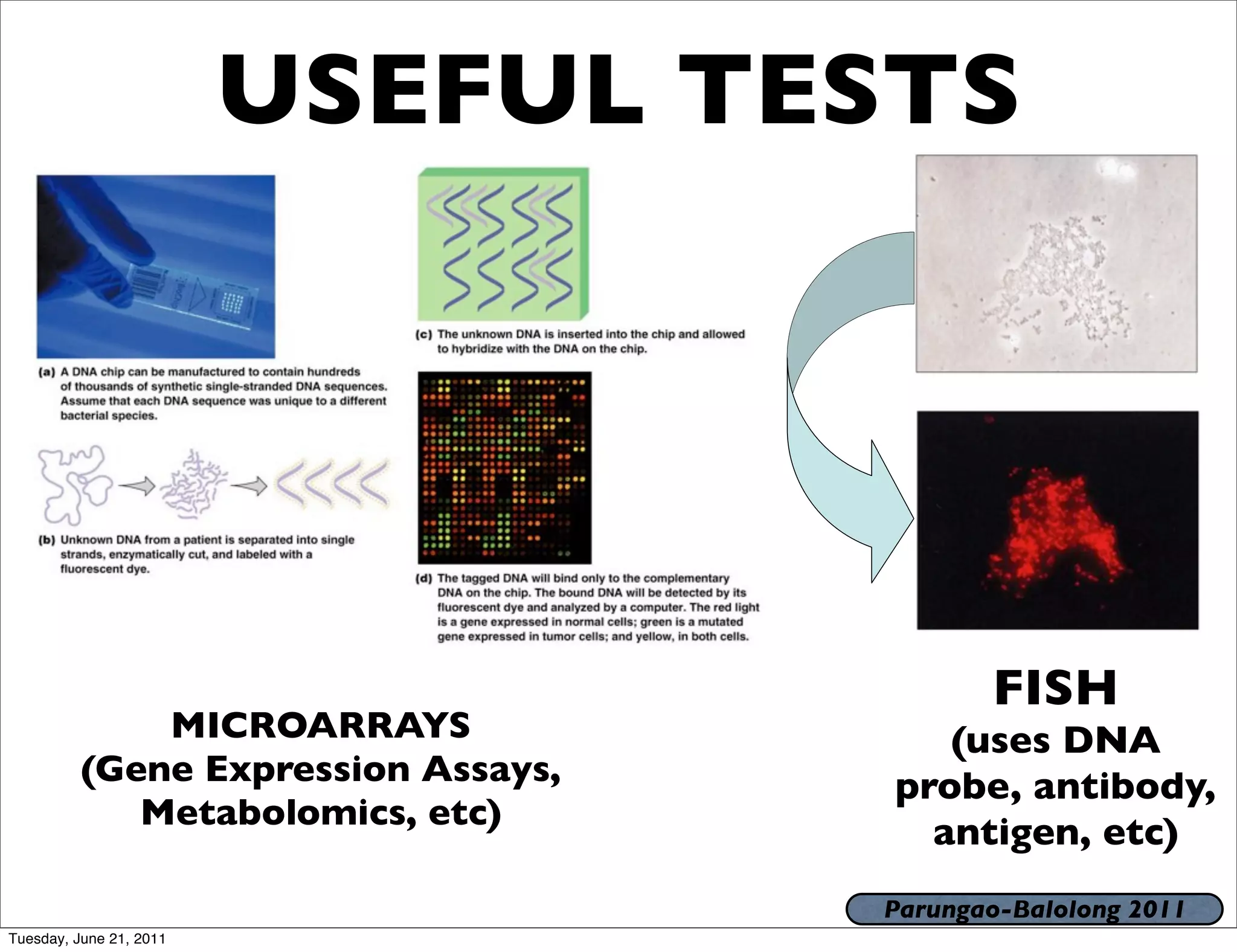 USEFUL TESTS




                                            FISH
              MICROARRAYS               (uses DNA
          (Gene Expression Assays,   probe, antibody,
             Metabolomics, etc)
                                       antigen, etc)
                                     Parungao-Balolong 2011
Tuesday, June 21, 2011
 