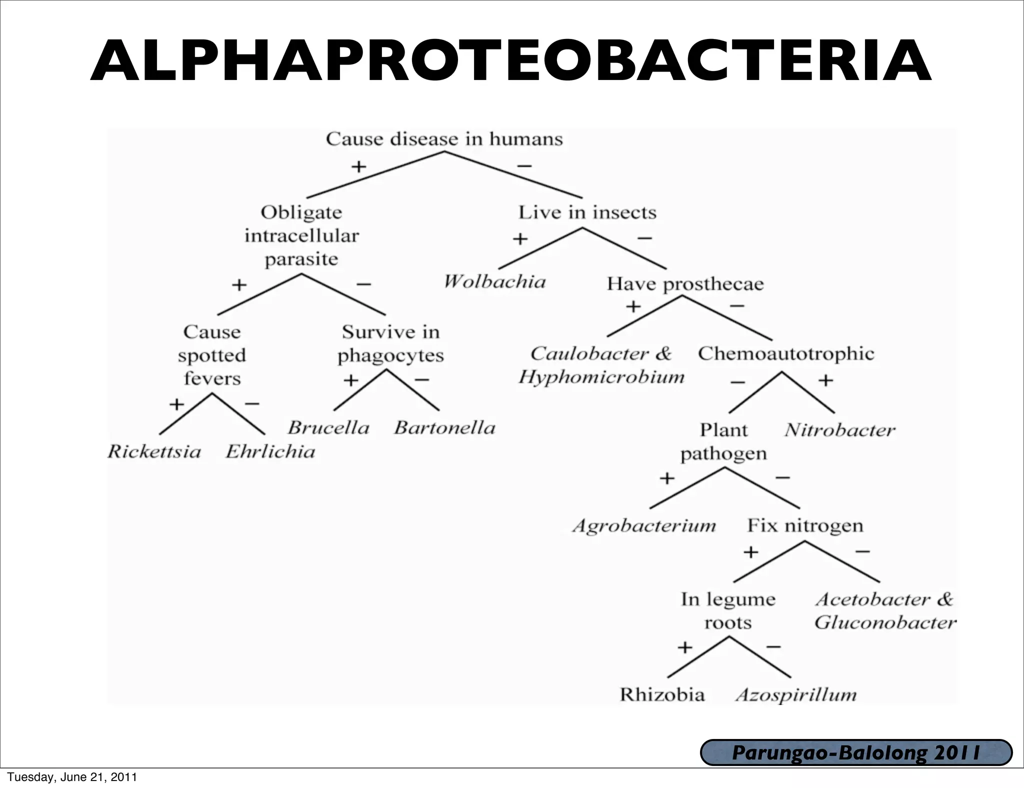ALPHAPROTEOBACTERIA




                           Parungao-Balolong 2011
Tuesday, June 21, 2011
 
