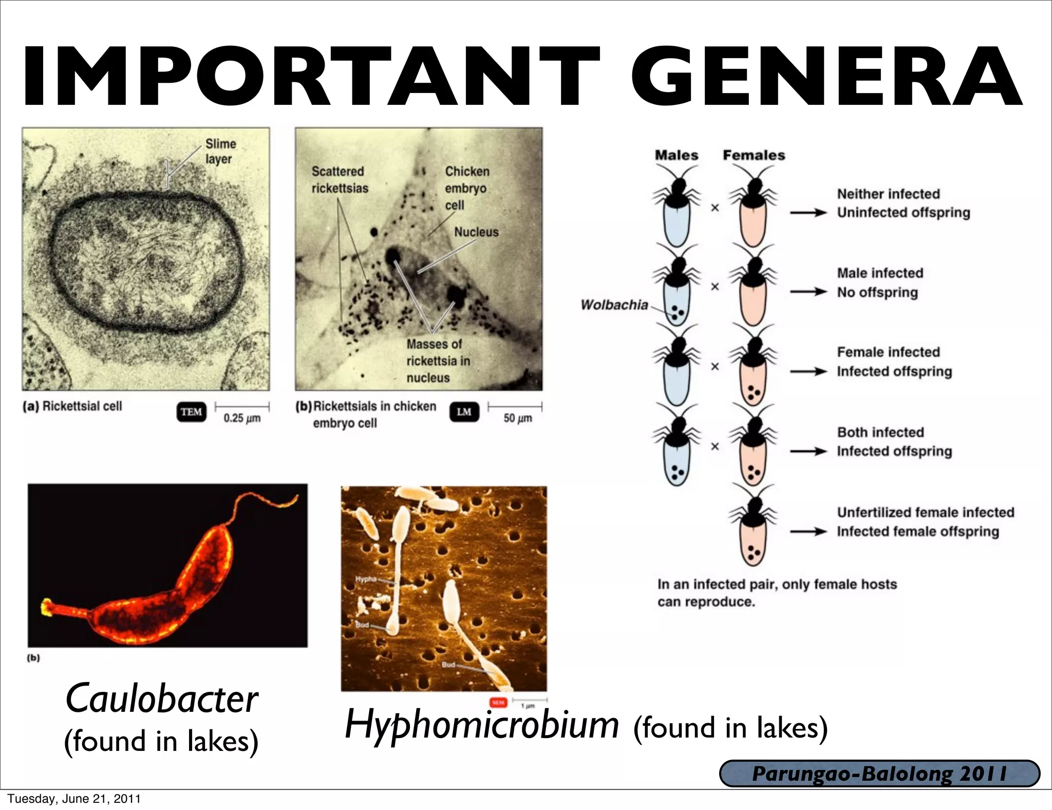 IMPORTANT GENERA




         Caulobacter
         (found in lakes)   Hyphomicrobium (found in lakes)
                                                      Parungao-Balolong 2011
Tuesday, June 21, 2011
 