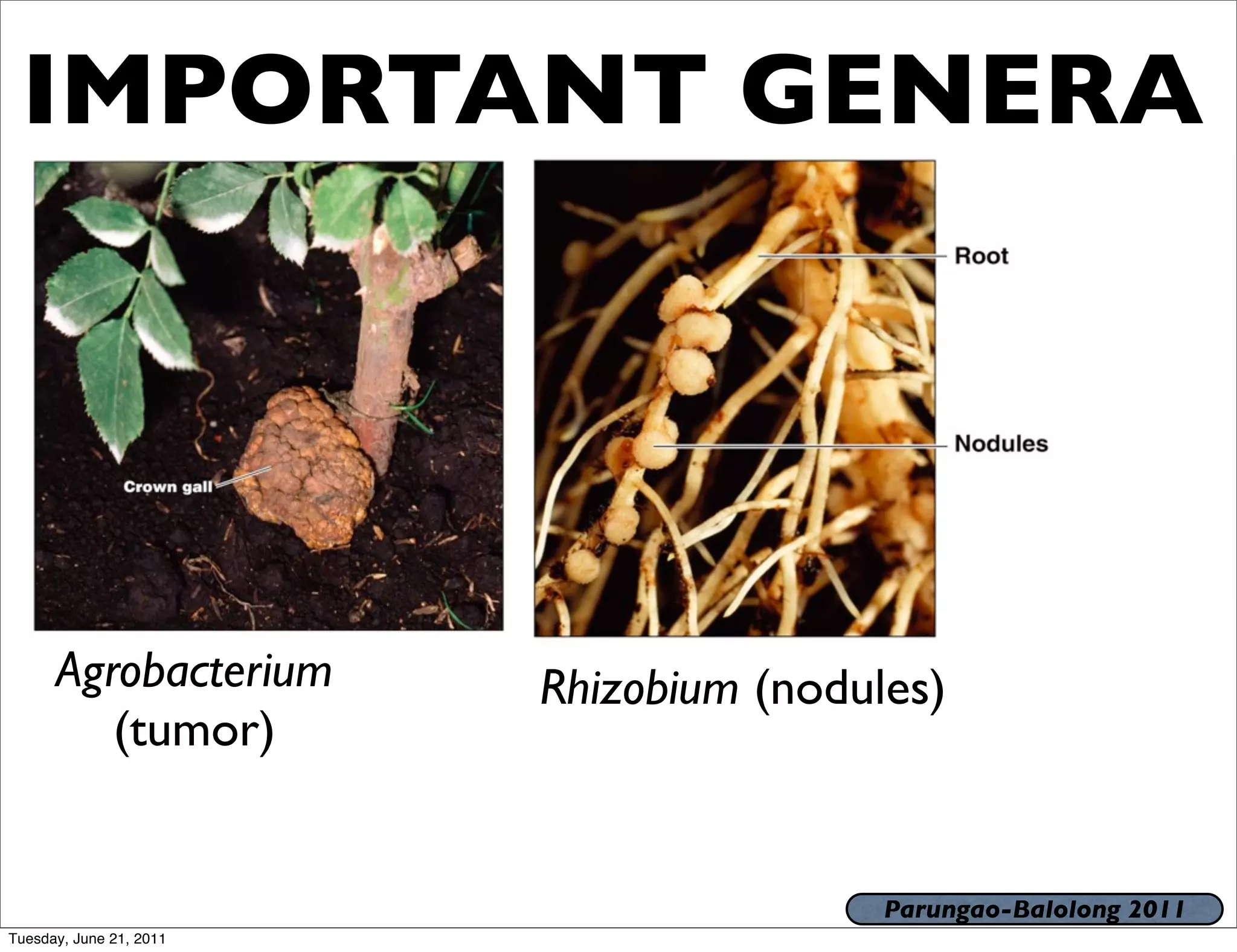 IMPORTANT GENERA




      Agrobacterium      Rhizobium (nodules)
         (tumor)


                                         Parungao-Balolong 2011
Tuesday, June 21, 2011
 