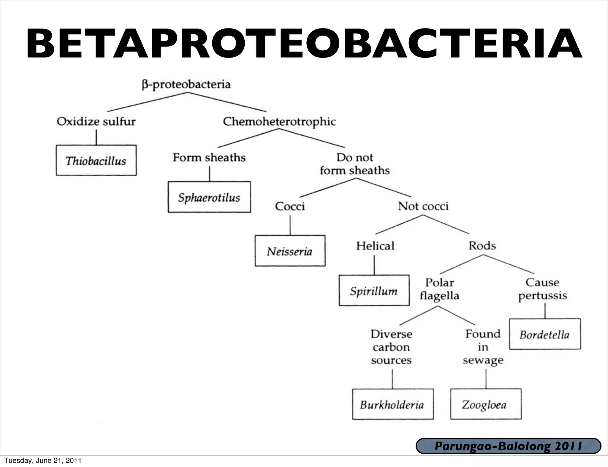 BETAPROTEOBACTERIA




                         Parungao-Balolong 2011
Tuesday, June 21, 2011
 