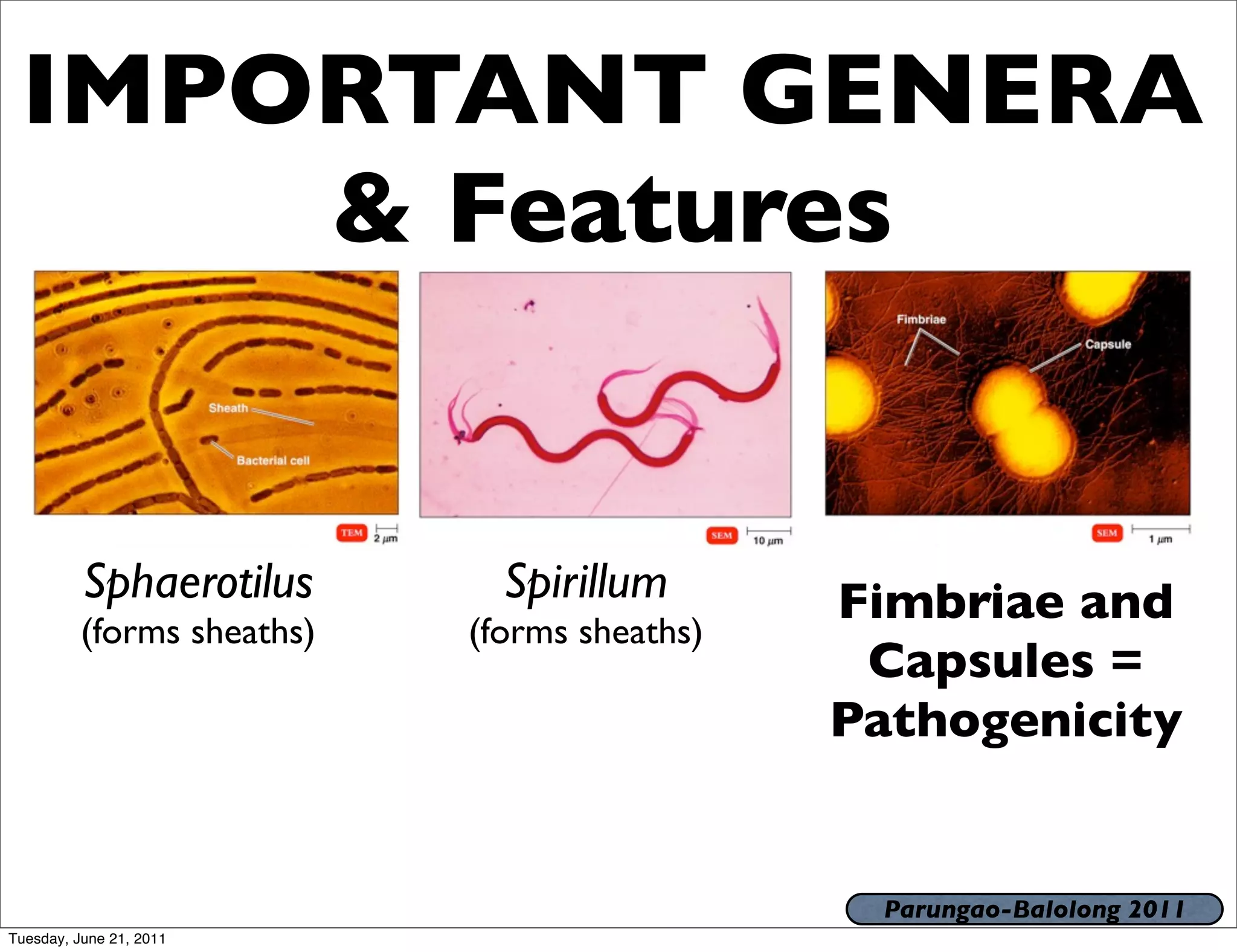 IMPORTANT GENERA
     & Features


          Sphaerotilus        Spirillum       Fimbriae and
          (forms sheaths)   (forms sheaths)
                                               Capsules =
                                              Pathogenicity


                                                Parungao-Balolong 2011
Tuesday, June 21, 2011
 