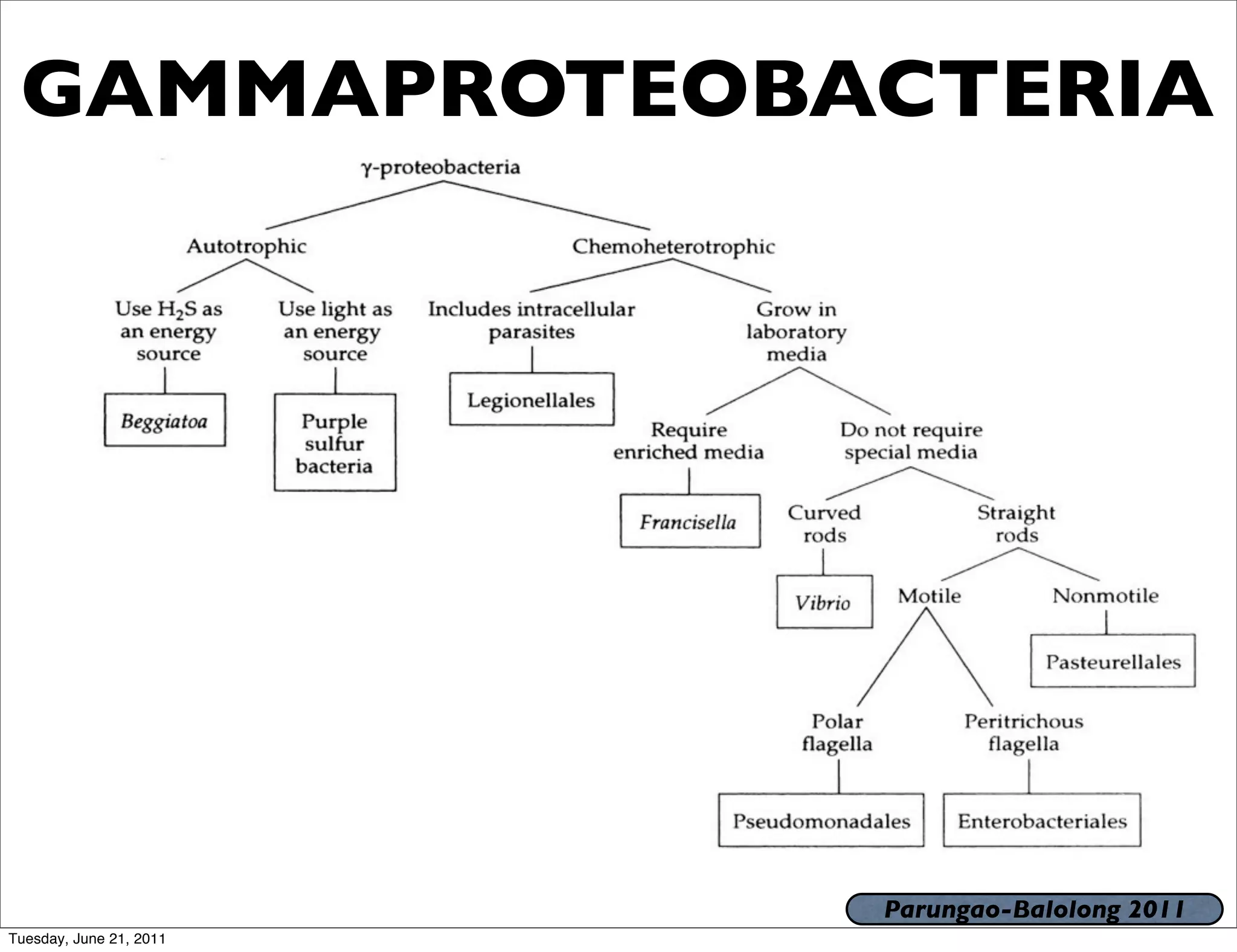 GAMMAPROTEOBACTERIA




                         Parungao-Balolong 2011
Tuesday, June 21, 2011
 