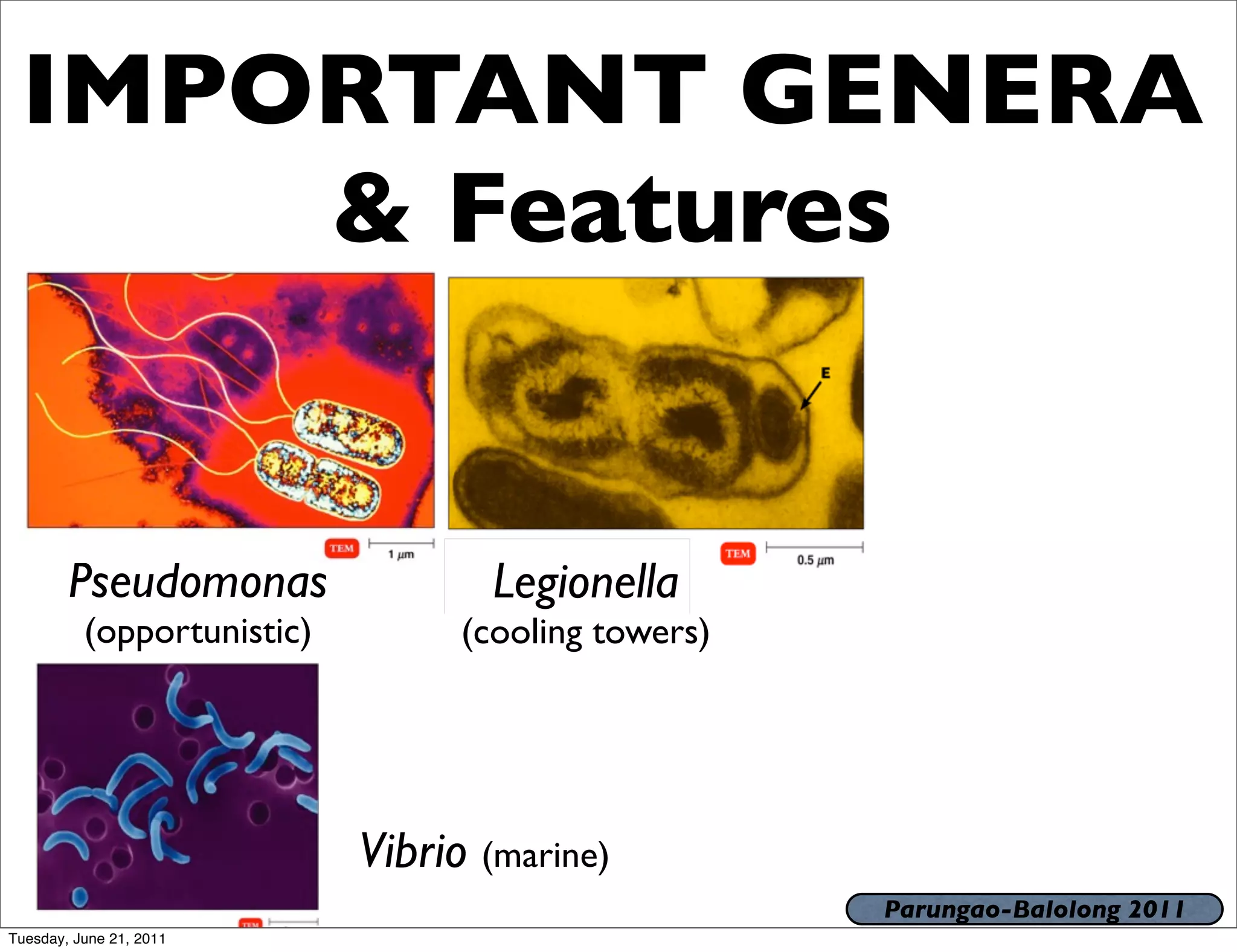 IMPORTANT GENERA
     & Features


        Pseudomonas                 Legionella
          (opportunistic)         (cooling towers)




                            Vibrio (marine)
                                                     Parungao-Balolong 2011
Tuesday, June 21, 2011
 