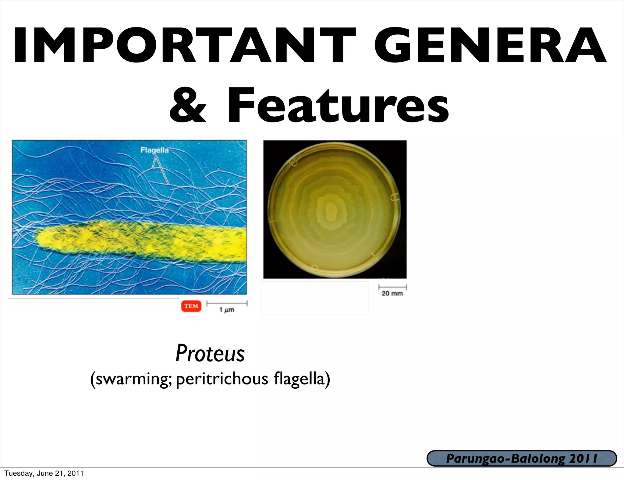IMPORTANT GENERA
     & Features



                                    Proteus
                         (swarming; peritrichous ﬂagella)



                                                            Parungao-Balolong 2011
Tuesday, June 21, 2011
 