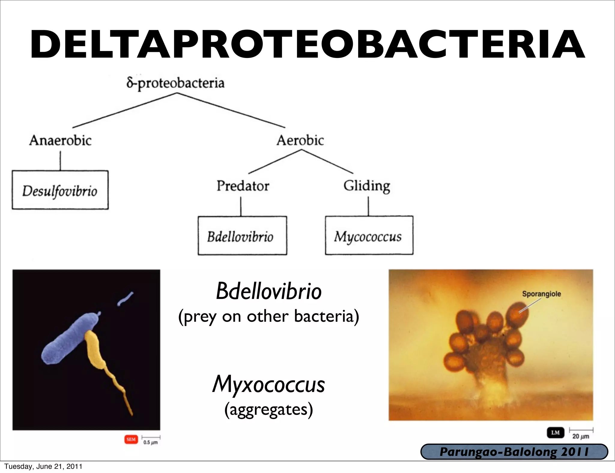 DELTAPROTEOBACTERIA




                             Bdellovibrio
                         (prey on other bacteria)


                             Myxococcus
                               (aggregates)

                                                    Parungao-Balolong 2011
Tuesday, June 21, 2011
 
