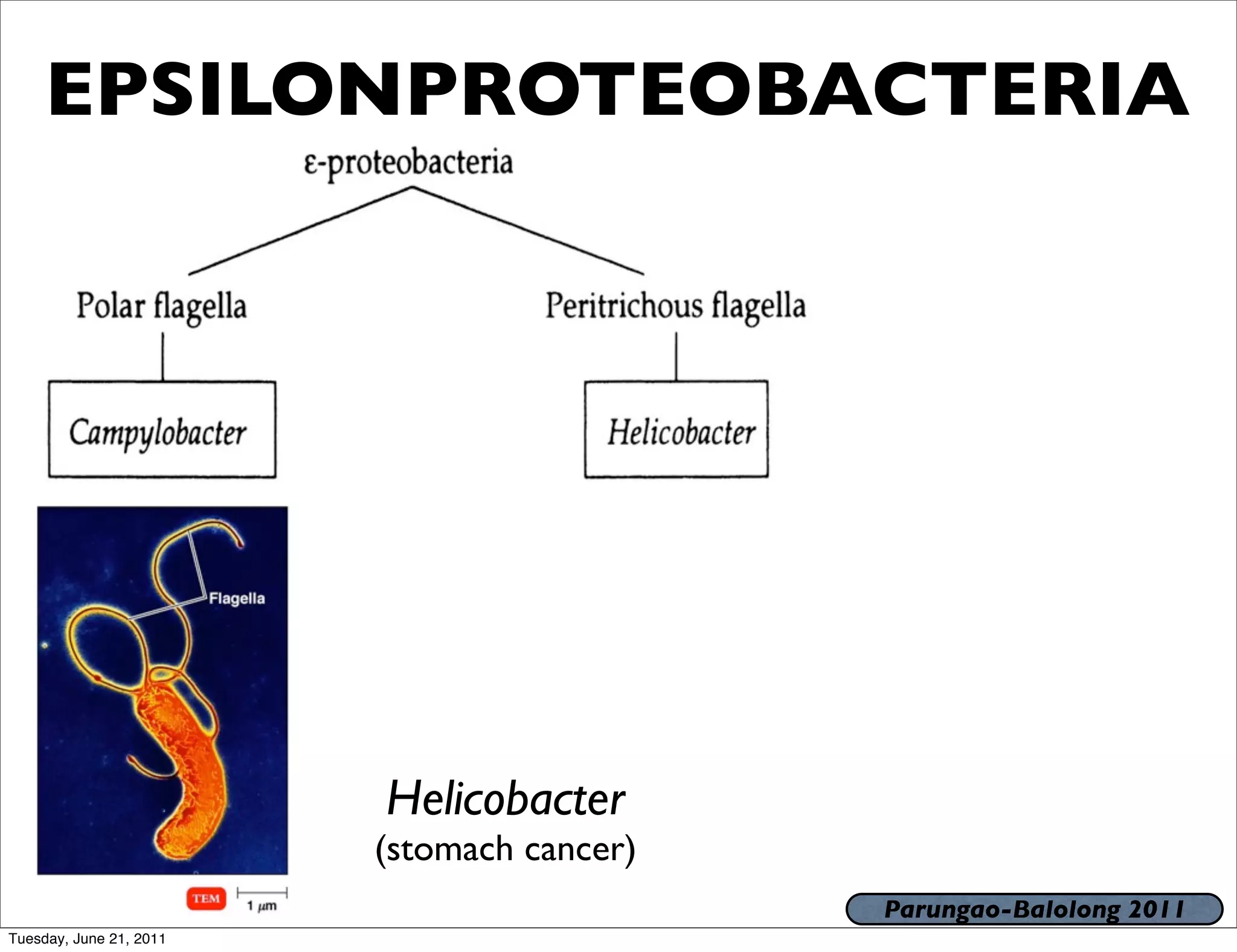 EPSILONPROTEOBACTERIA




                         Helicobacter
                         (stomach cancer)
                                            Parungao-Balolong 2011
Tuesday, June 21, 2011
 