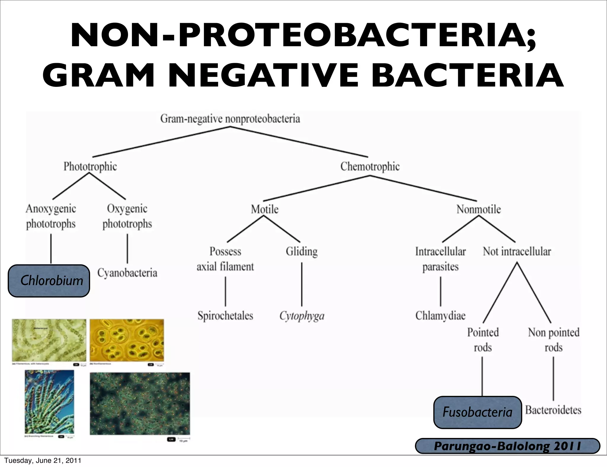 NON-PROTEOBACTERIA;
          GRAM NEGATIVE BACTERIA




    Chlorobium




                           Fusobacteria

                          Parungao-Balolong 2011
Tuesday, June 21, 2011
 
