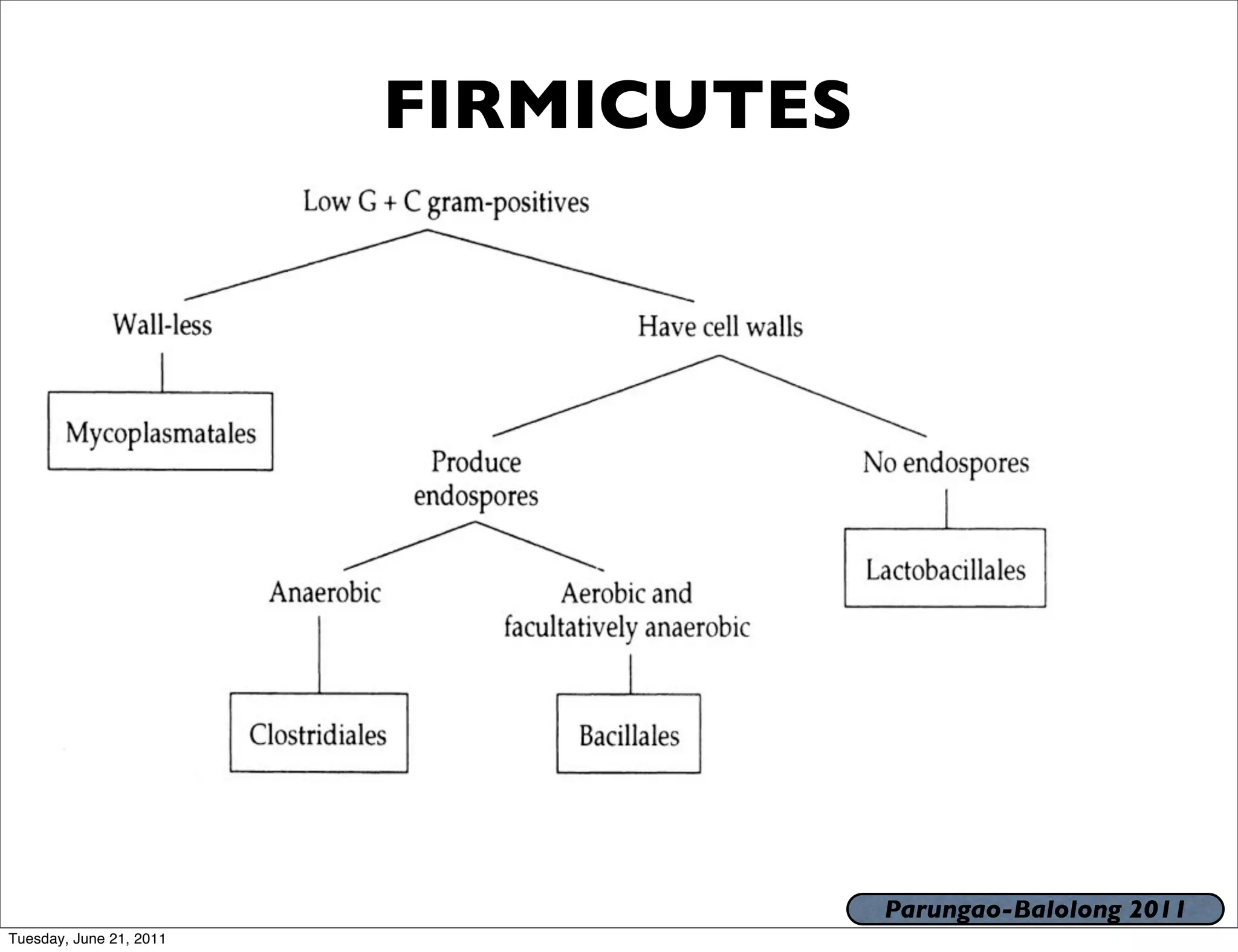 FIRMICUTES




                                      Parungao-Balolong 2011
Tuesday, June 21, 2011
 
