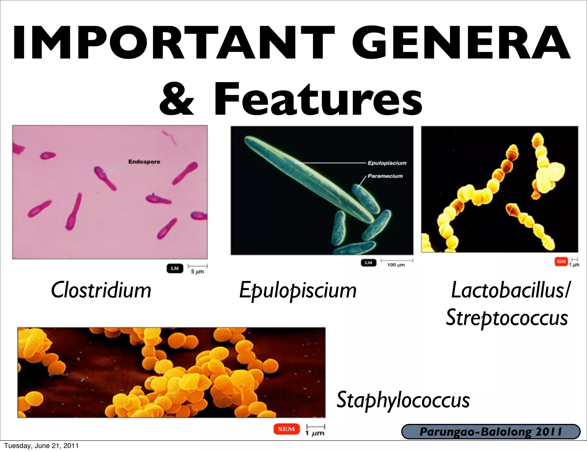 IMPORTANT GENERA
     & Features


             Clostridium   Epulopiscium         Lactobacillus/
                                               Streptococcus


                                    Staphylococcus
                                            Parungao-Balolong 2011
Tuesday, June 21, 2011
 