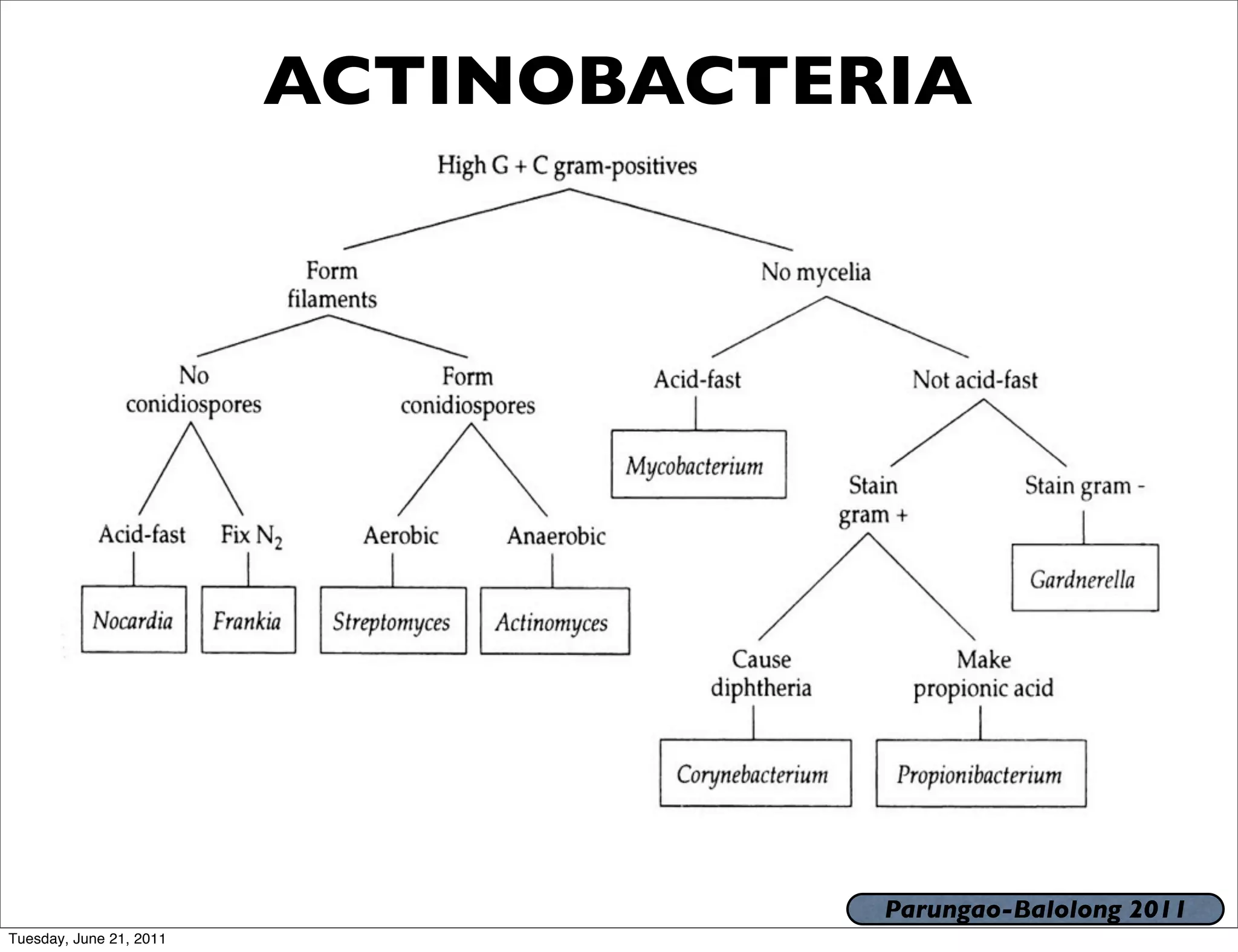 ACTINOBACTERIA




                                     Parungao-Balolong 2011
Tuesday, June 21, 2011
 