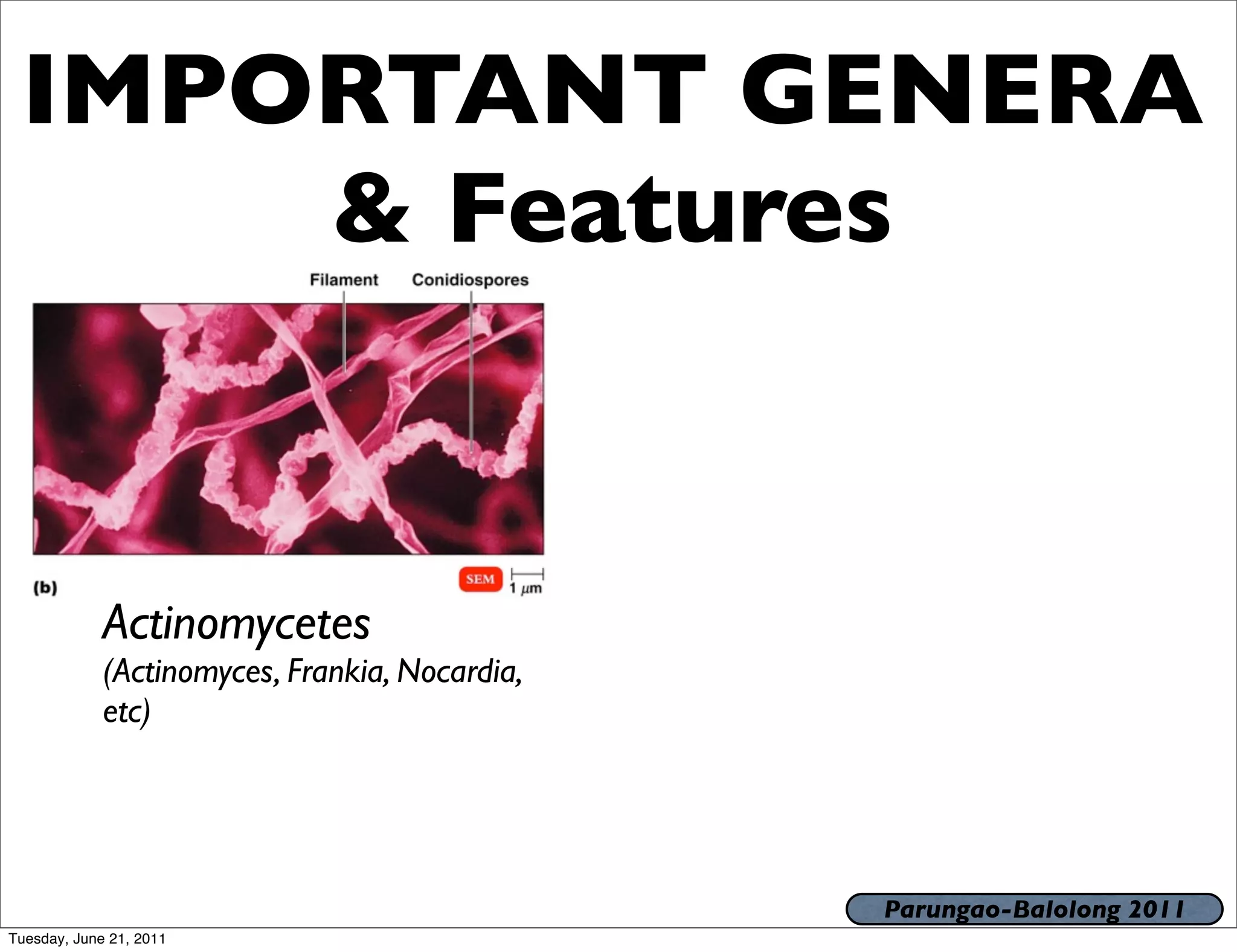IMPORTANT GENERA
     & Features


             Actinomycetes
             (Actinomyces, Frankia, Nocardia,
             etc)




                                                Parungao-Balolong 2011
Tuesday, June 21, 2011
 