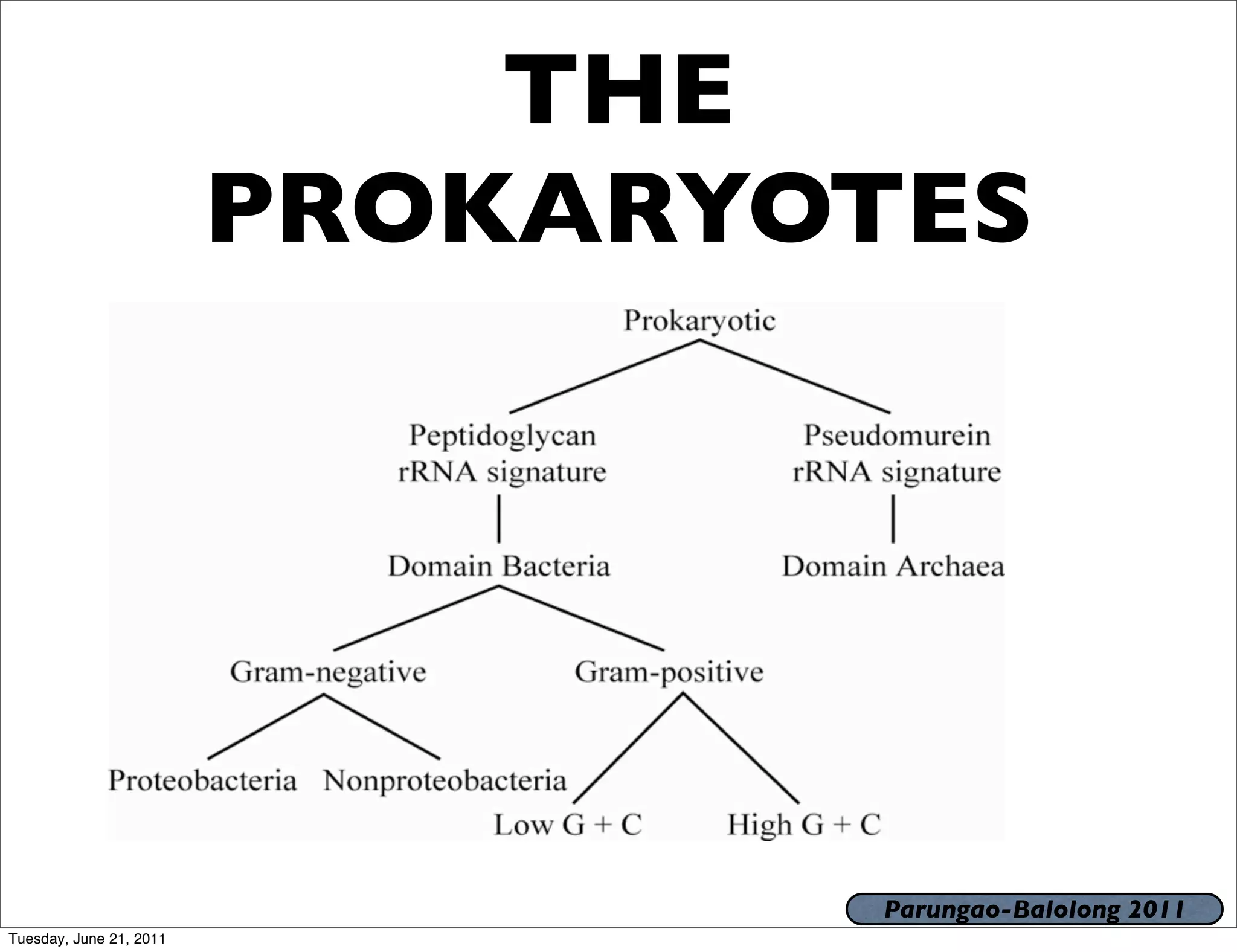 THE
                         PROKARYOTES




                                  Parungao-Balolong 2011
Tuesday, June 21, 2011
 