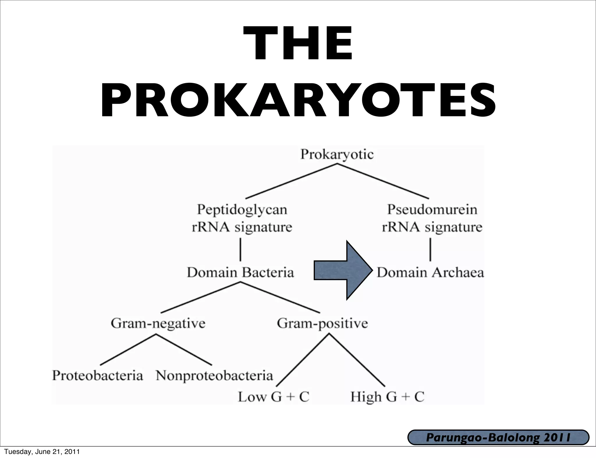 THE
                         PROKARYOTES




                                  Parungao-Balolong 2011
Tuesday, June 21, 2011
 