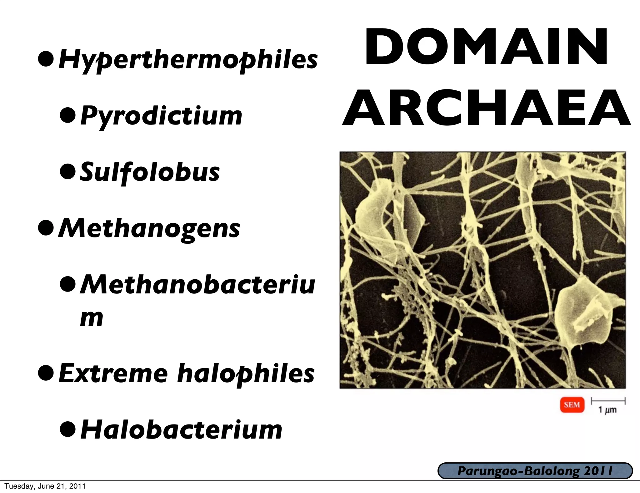 •      Hyperthermophiles   DOMAIN
        •Pyrodictium              ARCHAEA
        •Sulfolobus
       •Methanogens
        •Methanobacteriu
                    m

       •Extreme halophiles
        •Halobacterium
                                    Parungao-Balolong 2011
Tuesday, June 21, 2011
 