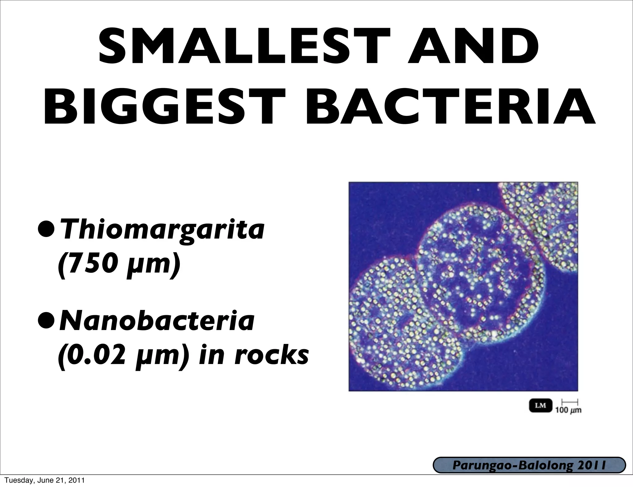 SMALLEST AND
         BIGGEST BACTERIA

       •Thiomargarita
              (750 µm)

       •Nanobacteria
              (0.02 µm) in rocks


                                   Parungao-Balolong 2011
Tuesday, June 21, 2011
 