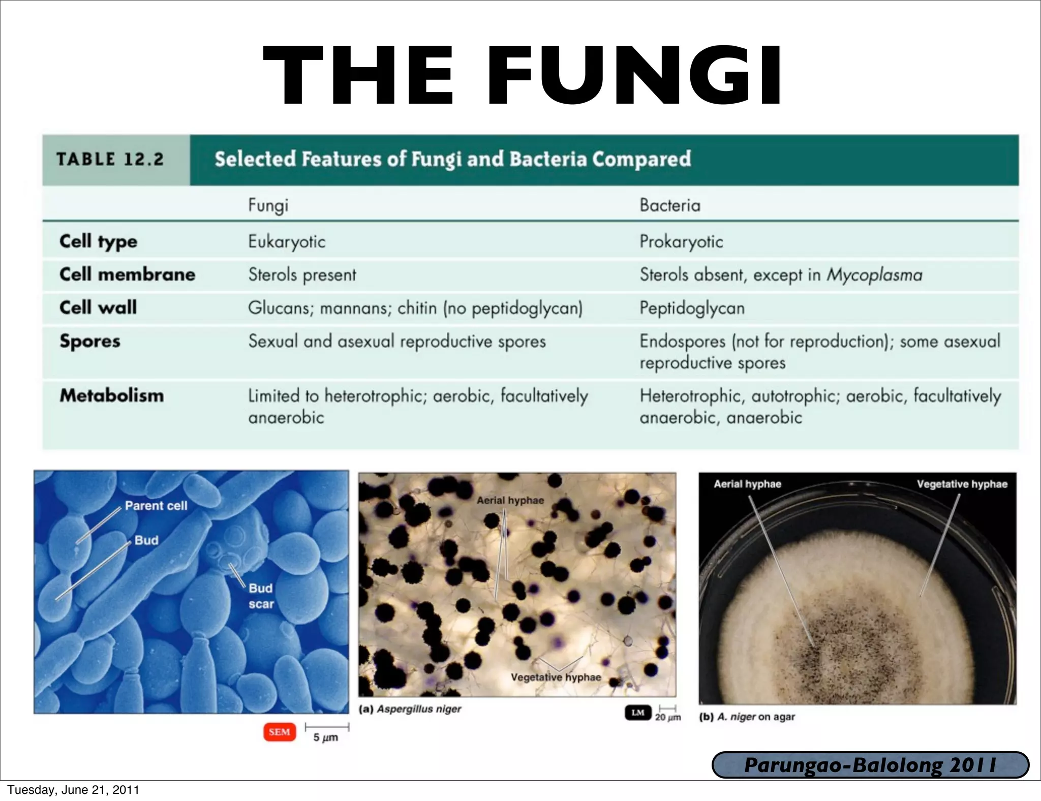 THE FUNGI




                                 Parungao-Balolong 2011
Tuesday, June 21, 2011
 