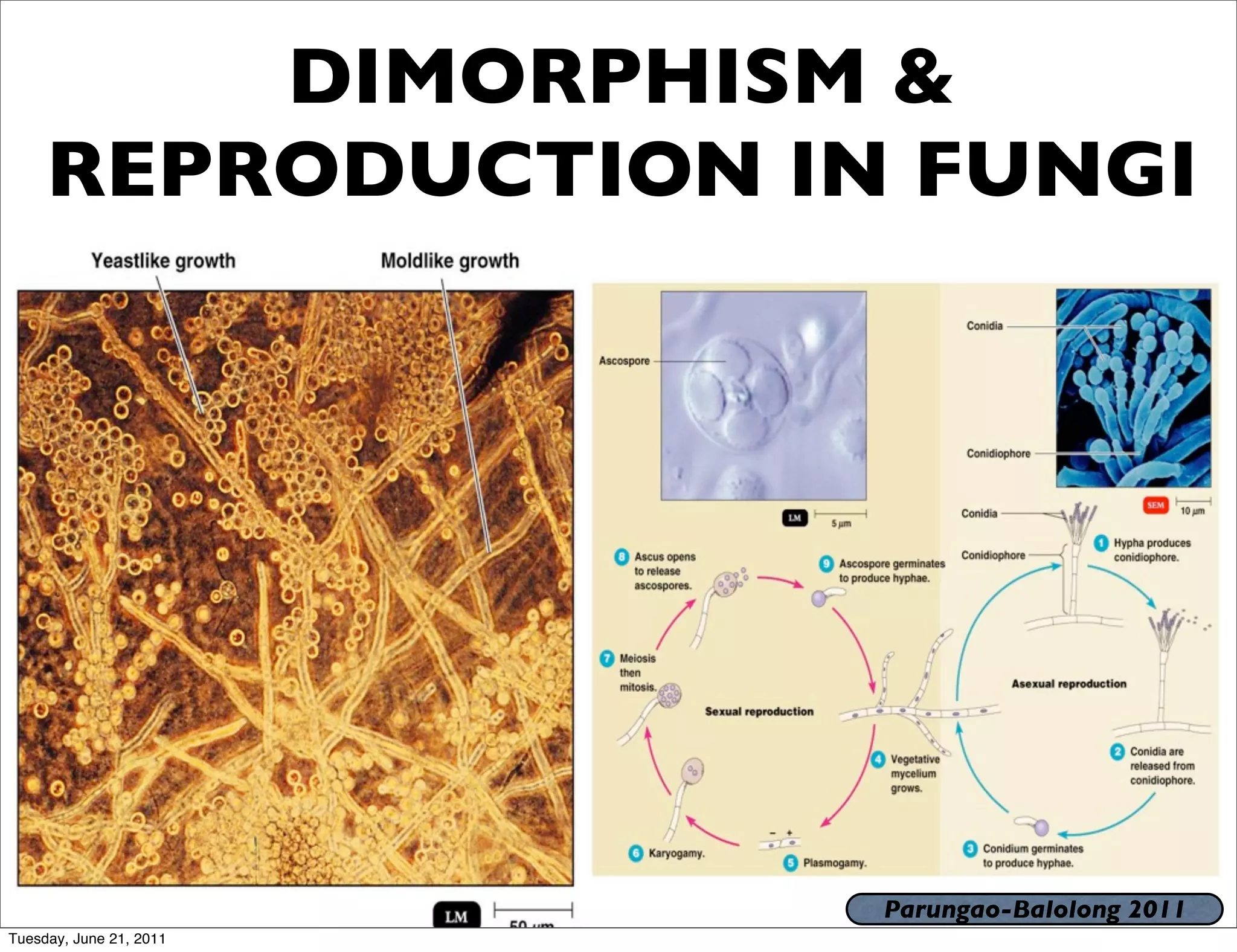 DIMORPHISM &
     REPRODUCTION IN FUNGI




                         Parungao-Balolong 2011
Tuesday, June 21, 2011
 