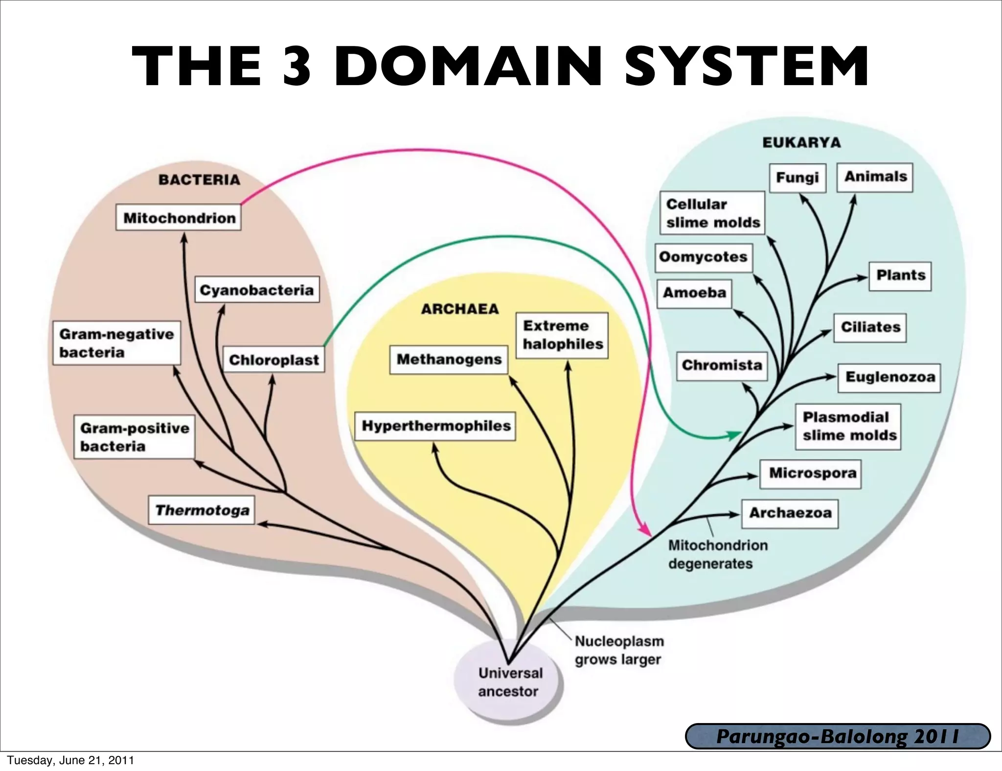 THE 3 DOMAIN SYSTEM




                                    Parungao-Balolong 2011
Tuesday, June 21, 2011
 