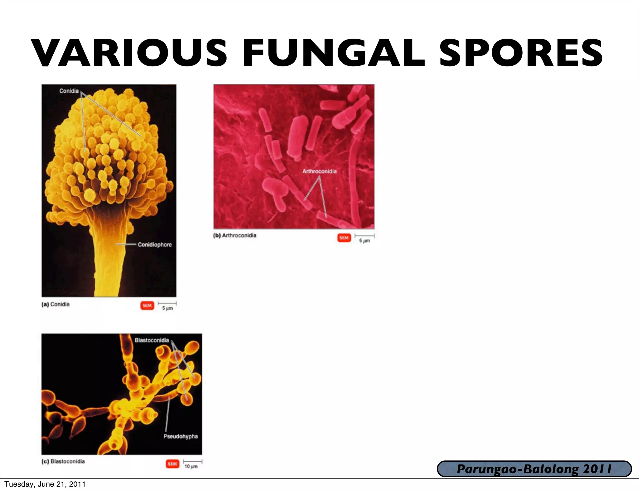 VARIOUS FUNGAL SPORES




                         Parungao-Balolong 2011
Tuesday, June 21, 2011
 