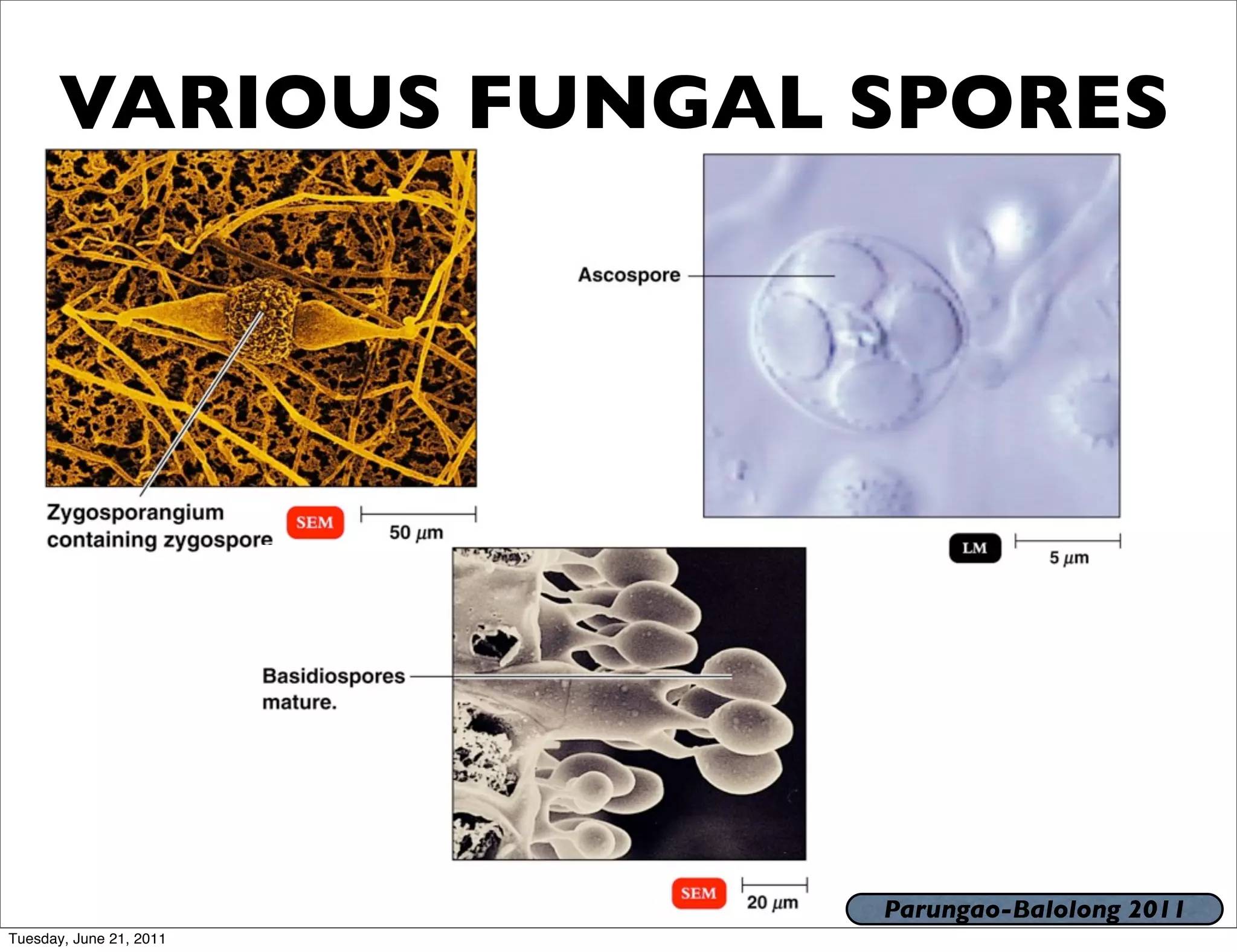 VARIOUS FUNGAL SPORES




                         Parungao-Balolong 2011
Tuesday, June 21, 2011
 