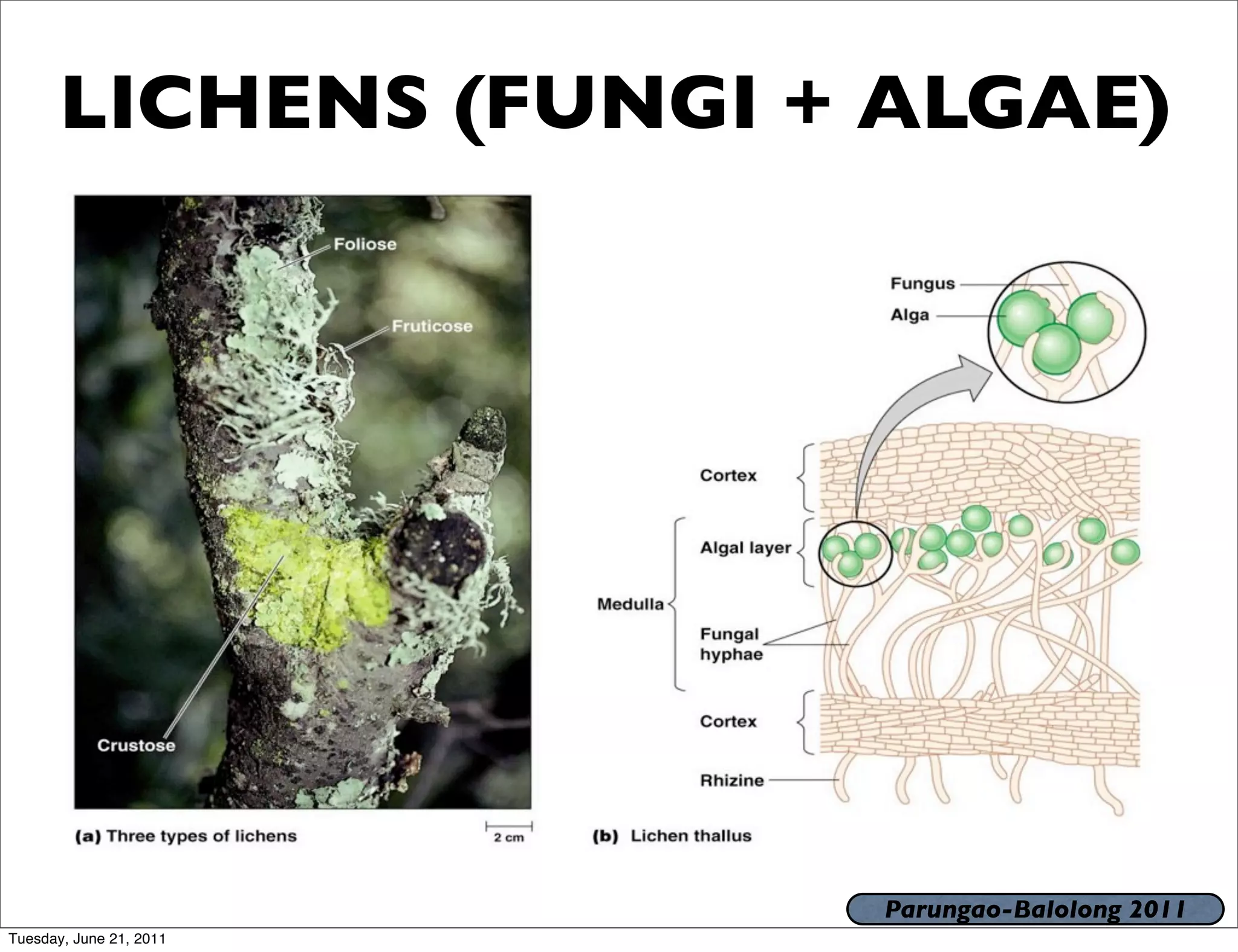 LICHENS (FUNGI + ALGAE)




                         Parungao-Balolong 2011
Tuesday, June 21, 2011
 