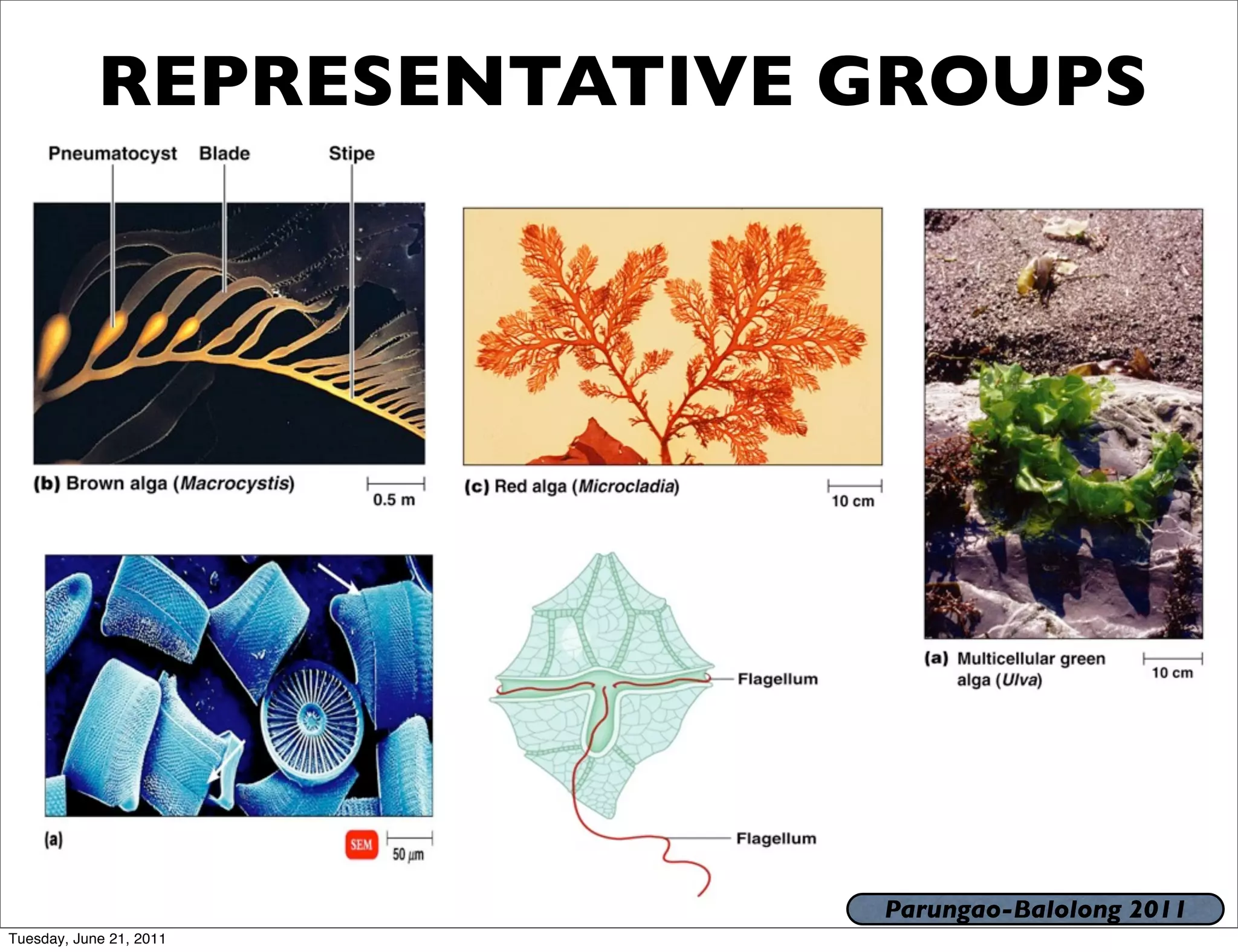 REPRESENTATIVE GROUPS




                           Parungao-Balolong 2011
Tuesday, June 21, 2011
 