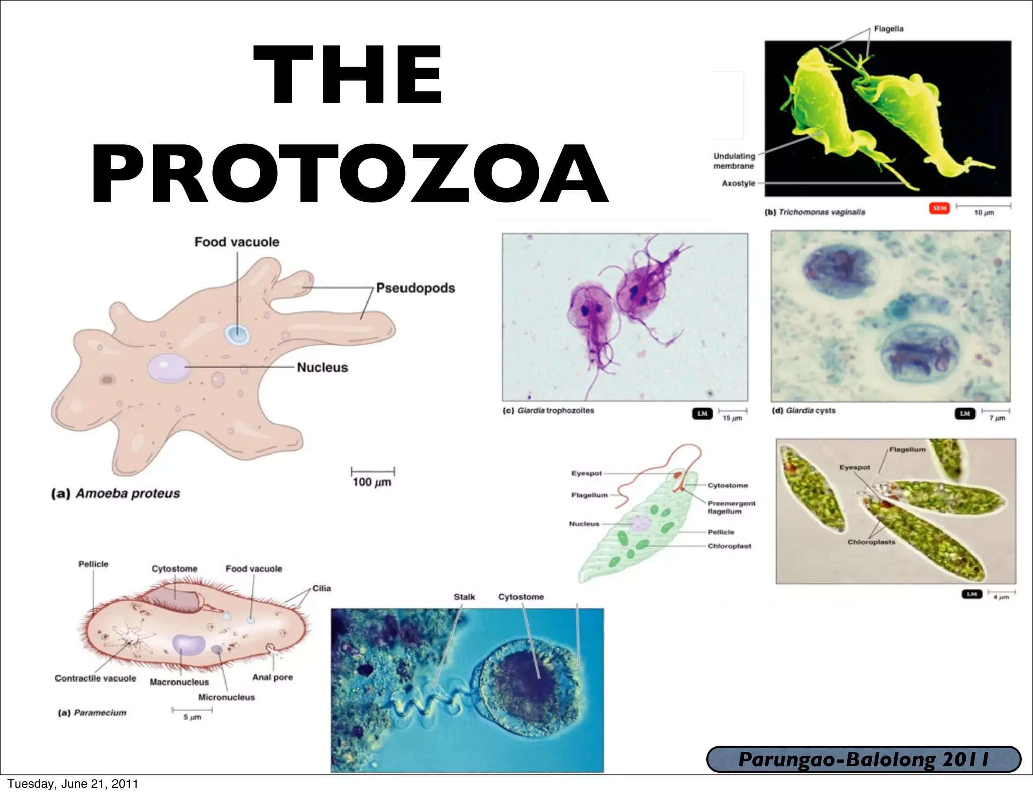 THE
             PROTOZOA




                         Parungao-Balolong 2011
Tuesday, June 21, 2011
 