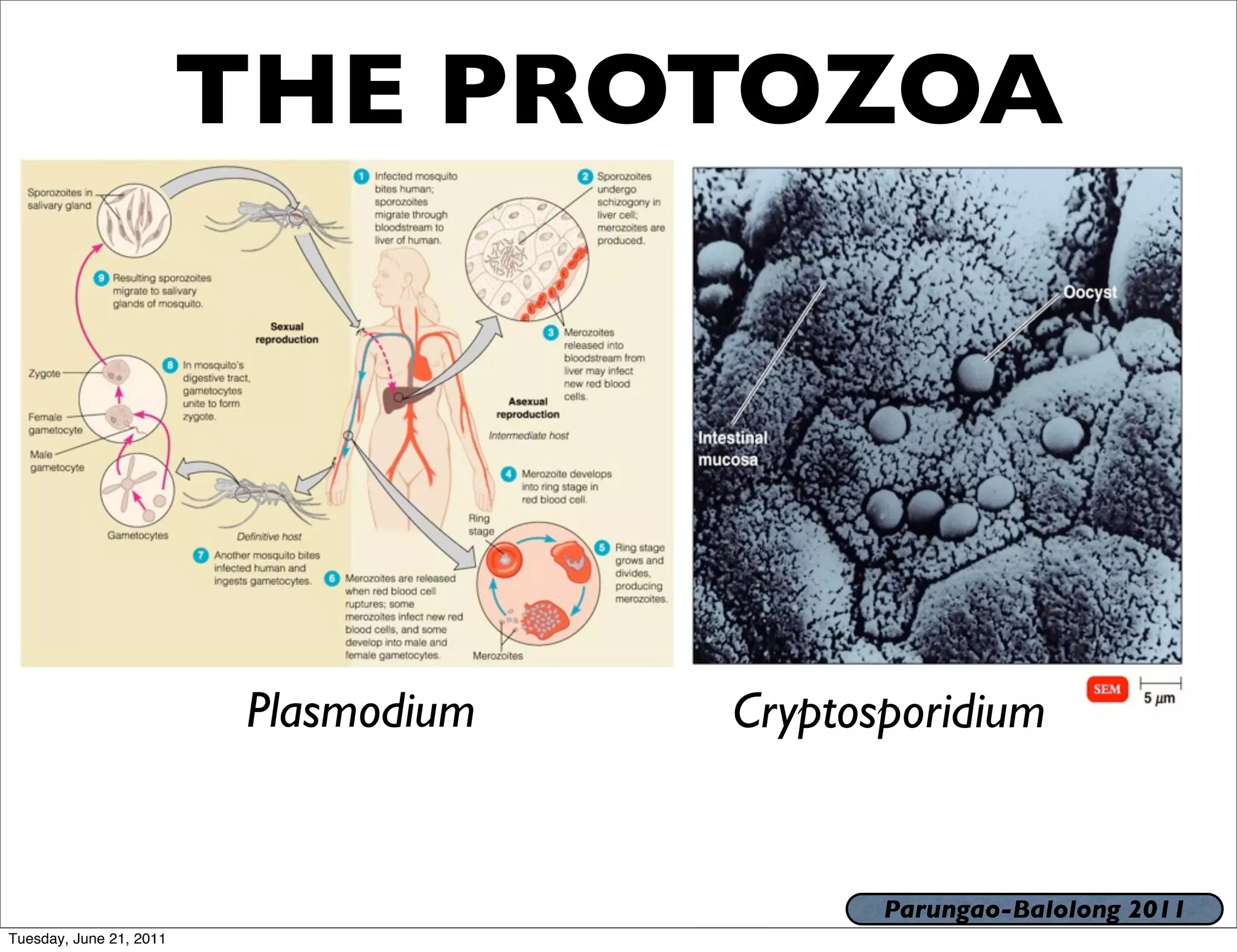 THE PROTOZOA




                         Plasmodium   Cryptosporidium


                                             Parungao-Balolong 2011
Tuesday, June 21, 2011
 