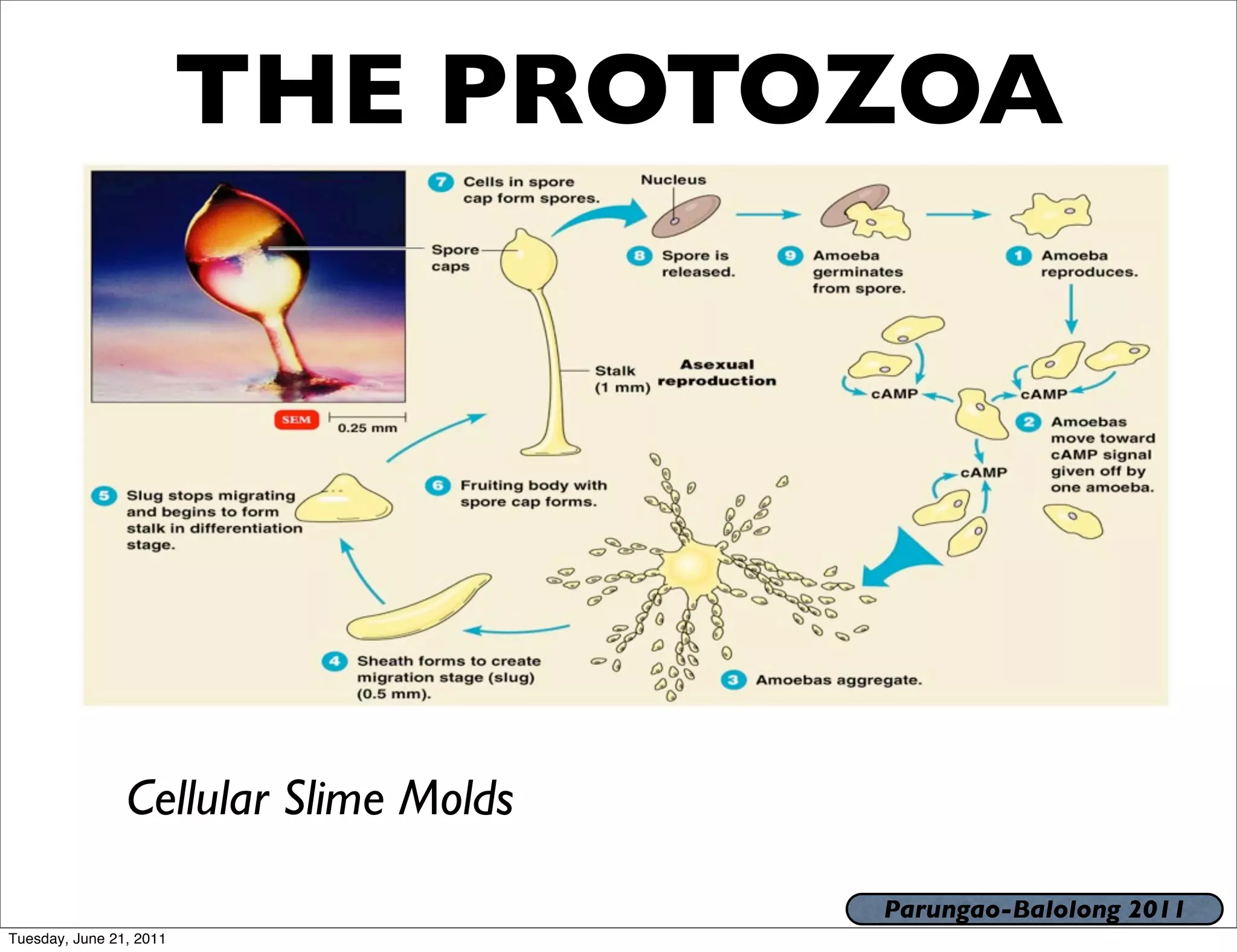 THE PROTOZOA




                Cellular Slime Molds

                                       Parungao-Balolong 2011
Tuesday, June 21, 2011
 