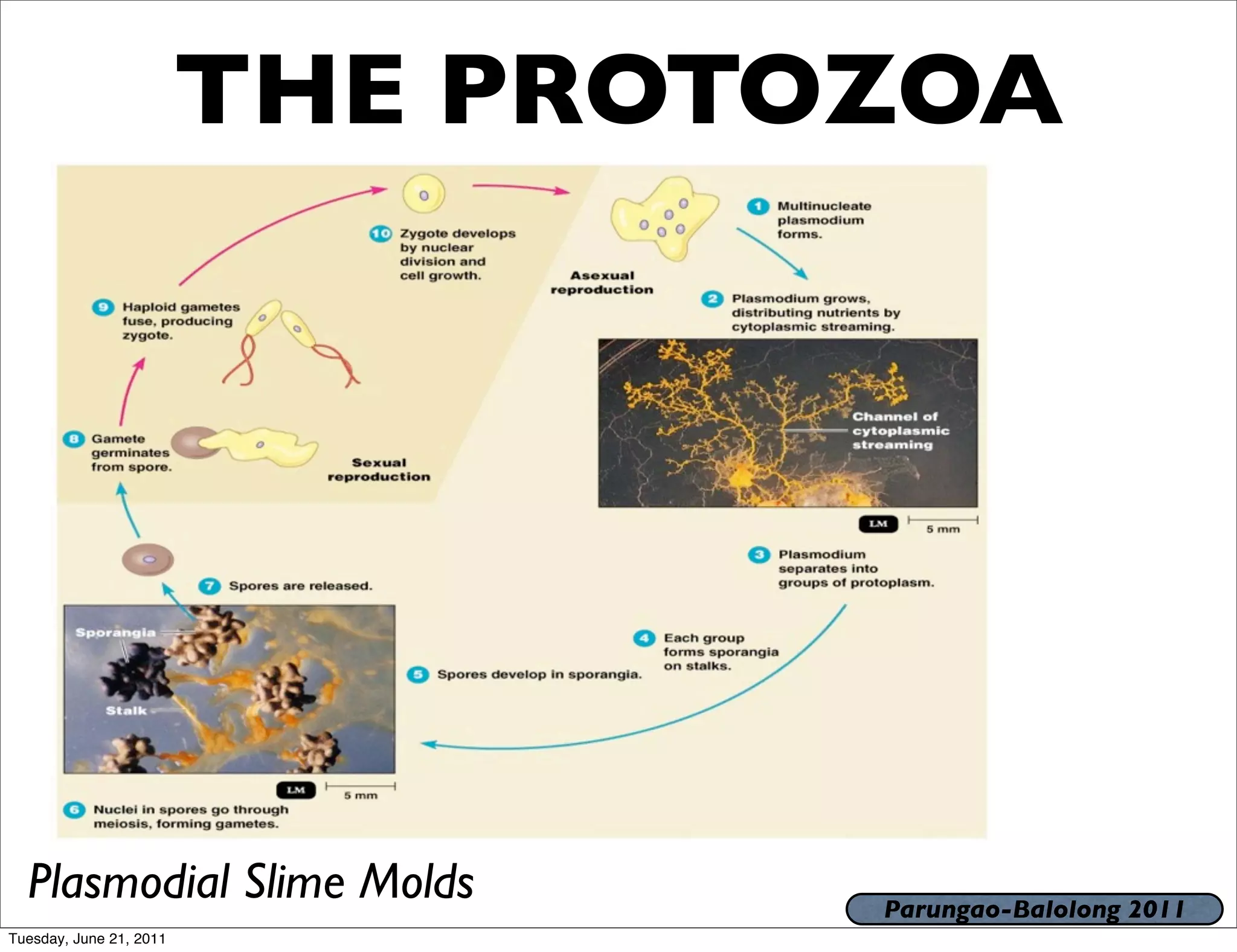 THE PROTOZOA




  Plasmodial Slime Molds          Parungao-Balolong 2011
Tuesday, June 21, 2011
 