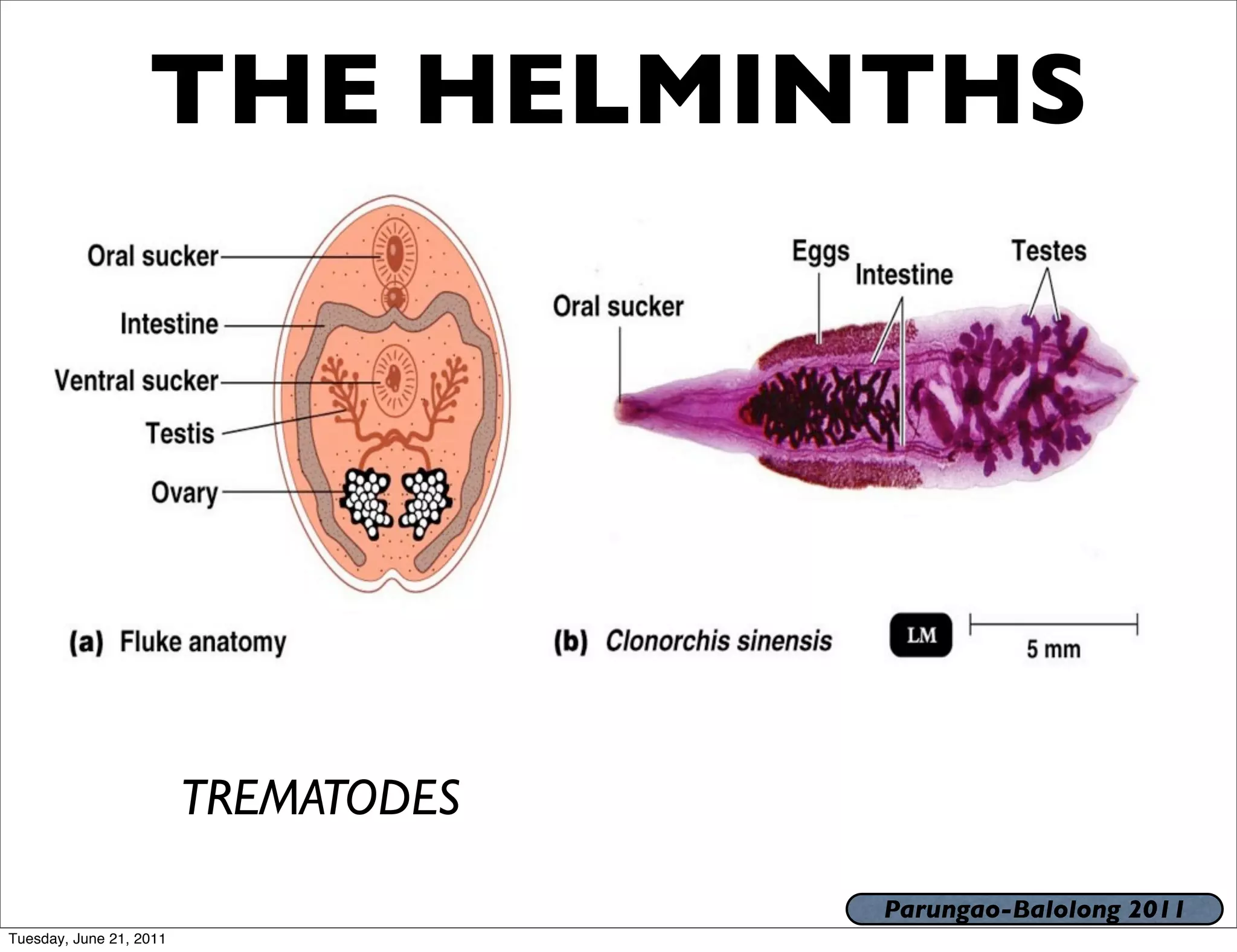 THE HELMINTHS




                         TREMATODES

                                      Parungao-Balolong 2011
Tuesday, June 21, 2011
 