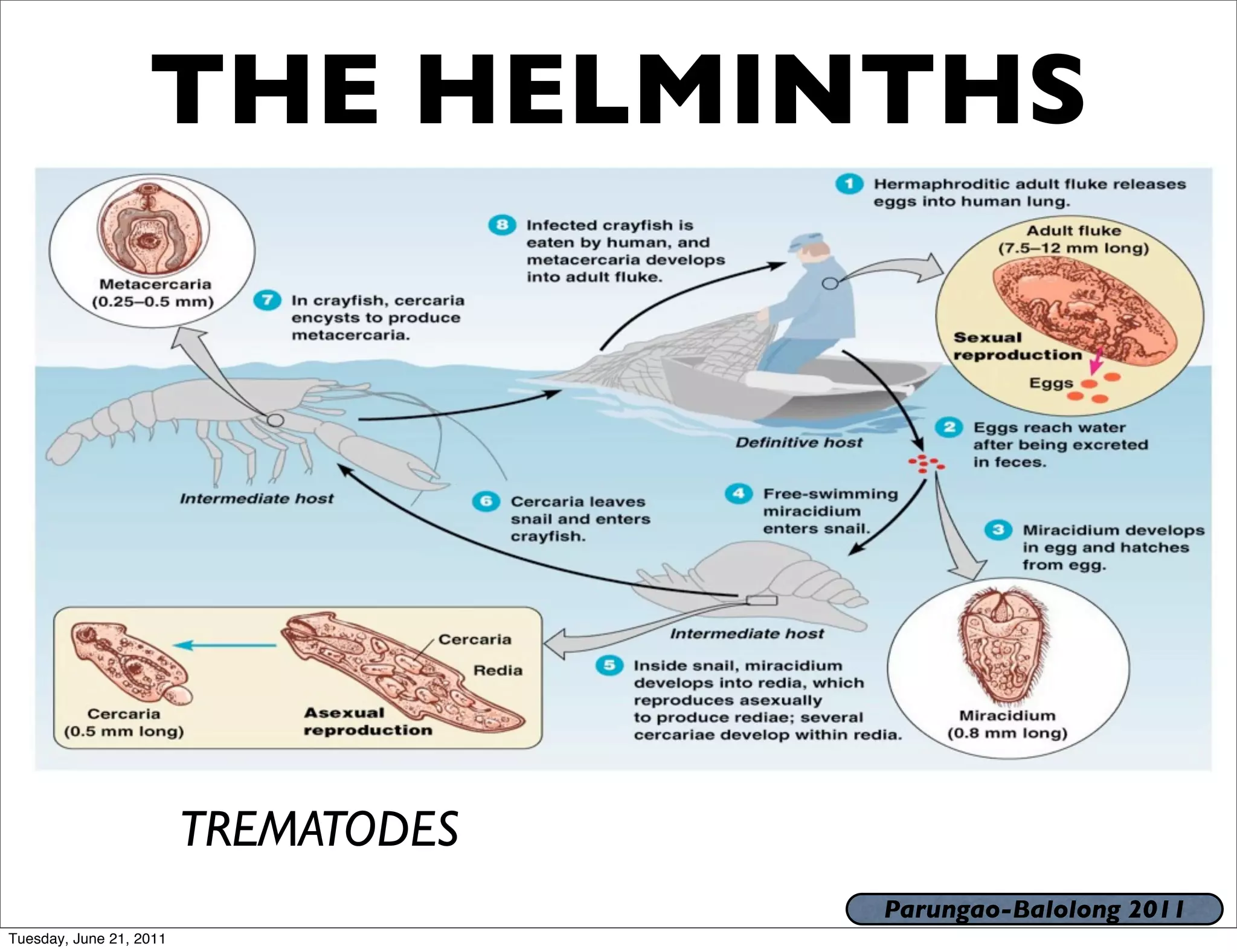 THE HELMINTHS




                         TREMATODES
                                      Parungao-Balolong 2011
Tuesday, June 21, 2011
 