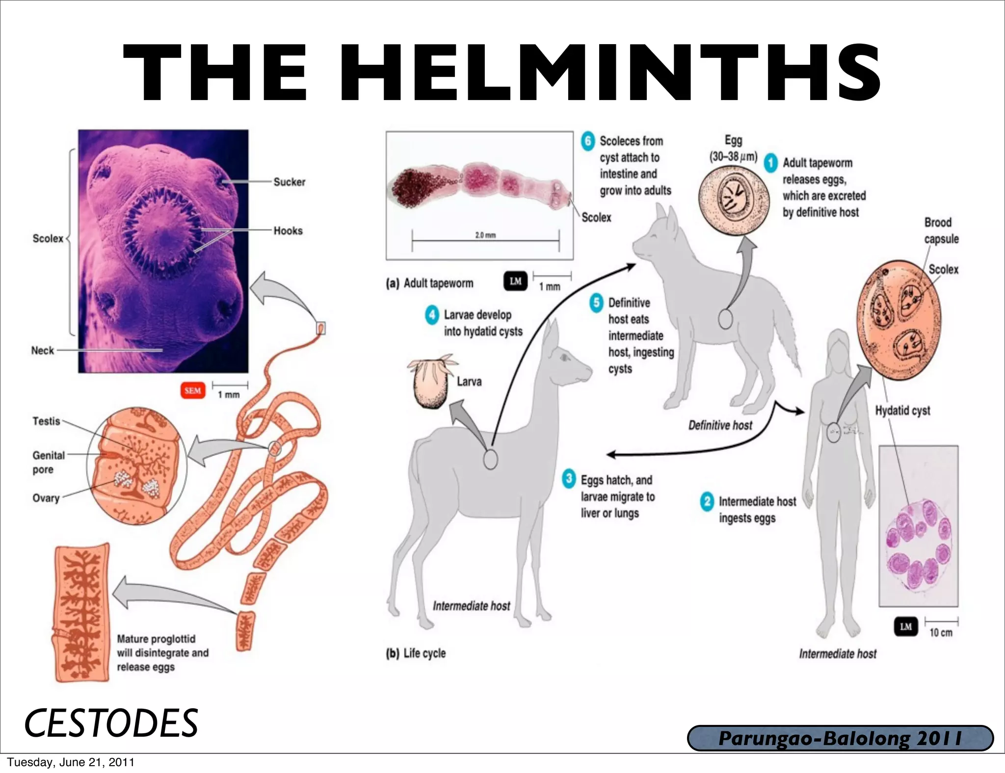 THE HELMINTHS




  CESTODES                   Parungao-Balolong 2011
Tuesday, June 21, 2011
 