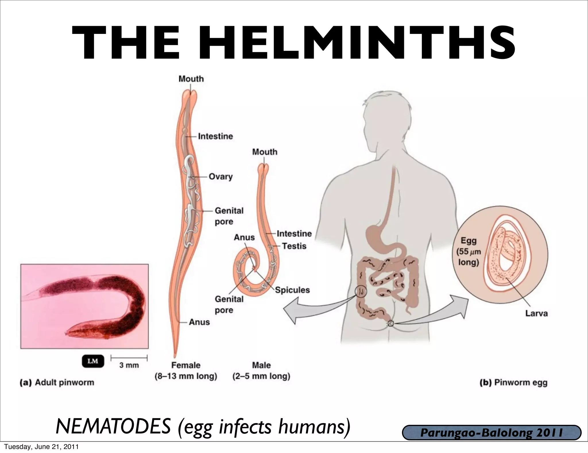 THE HELMINTHS




              NEMATODES (egg infects humans)   Parungao-Balolong 2011
Tuesday, June 21, 2011
 
