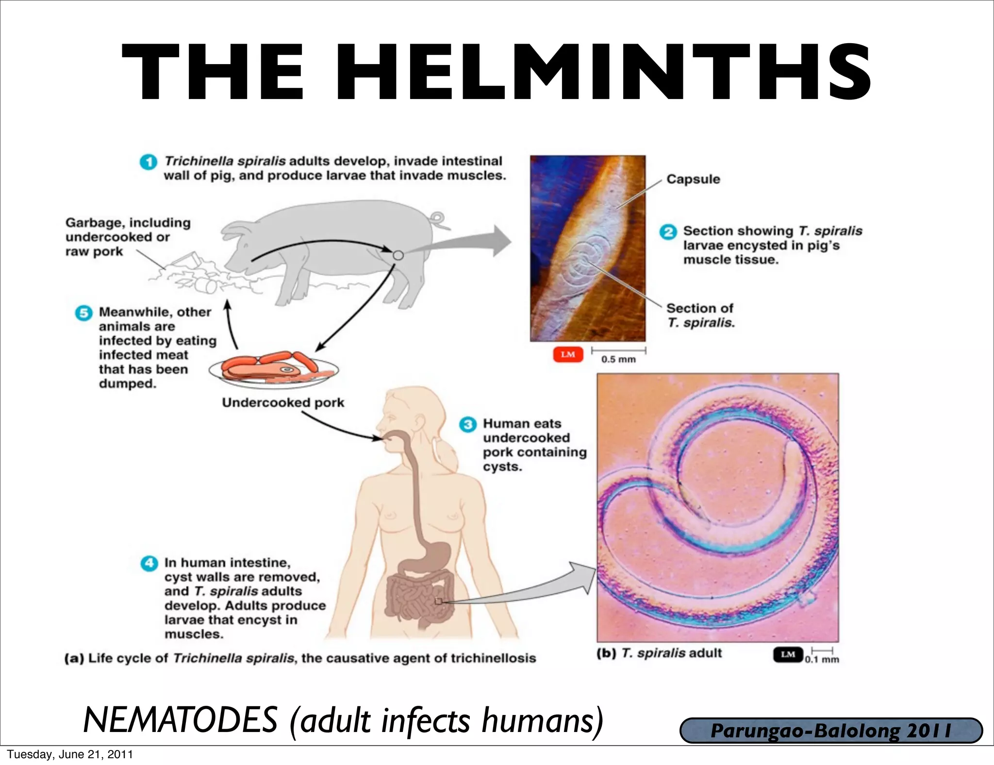 THE HELMINTHS




             NEMATODES (adult infects humans)   Parungao-Balolong 2011
Tuesday, June 21, 2011
 