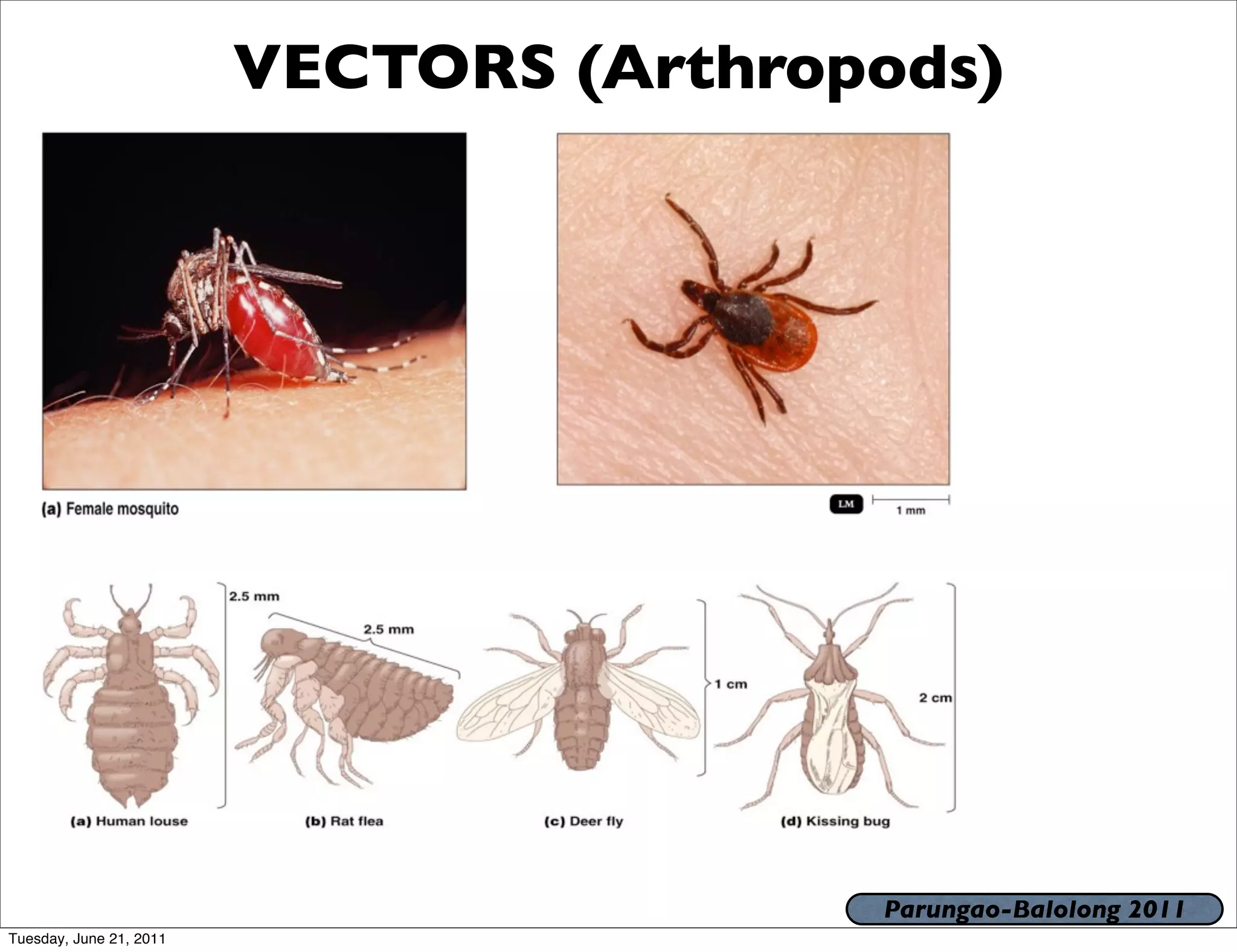 VECTORS (Arthropods)




                                         Parungao-Balolong 2011
Tuesday, June 21, 2011
 
