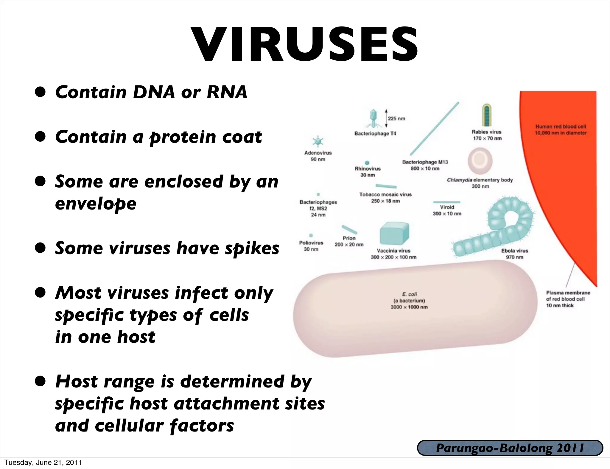 VIRUSES
       • Contain DNA or RNA
       • Contain a protein coat
       • Some are enclosed by an
              envelope

       • Some viruses have spikes
       • Most viruses infect only
              speciﬁc types of cells
              in one host

       • Host range is determined by
              speciﬁc host attachment sites
              and cellular factors
                                              Parungao-Balolong 2011
Tuesday, June 21, 2011
 